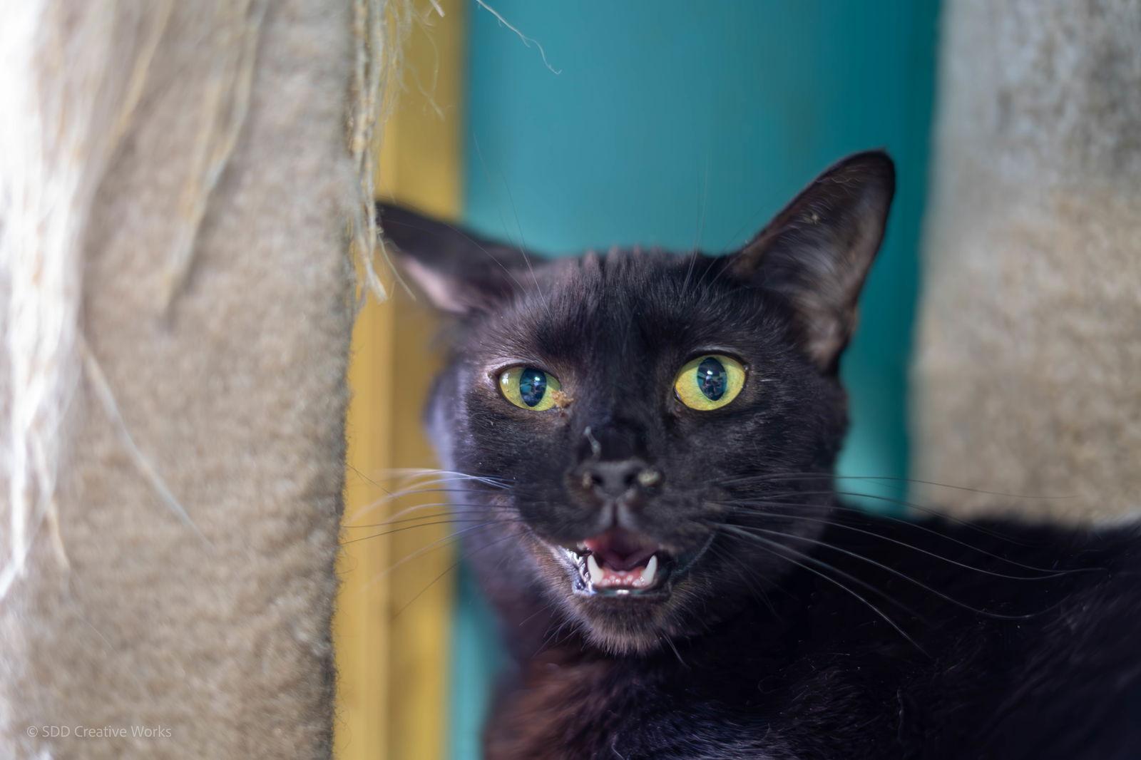 Petunia, a Adoptable Domestic Short Hair in Maywood, IL image 1/2