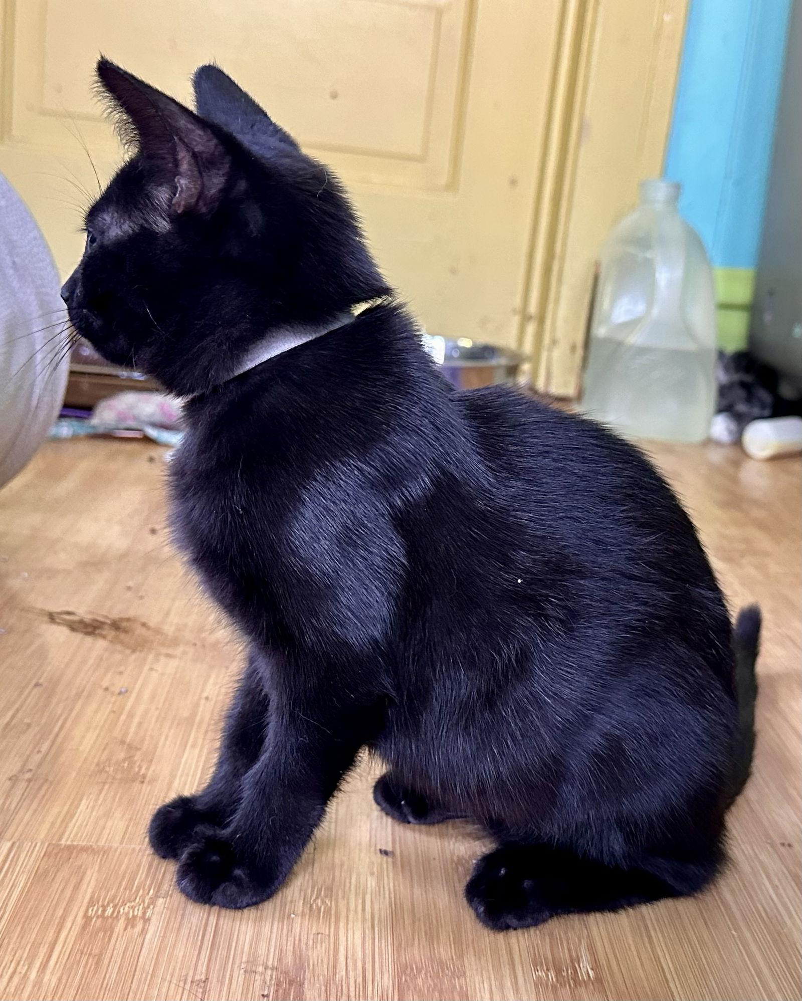 Petunia, Adoptable, Young Female Domestic Short Hair.