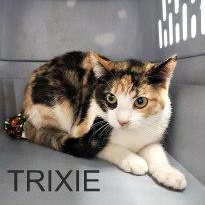 TRIXIE, adopted, Kitten Female Calico.