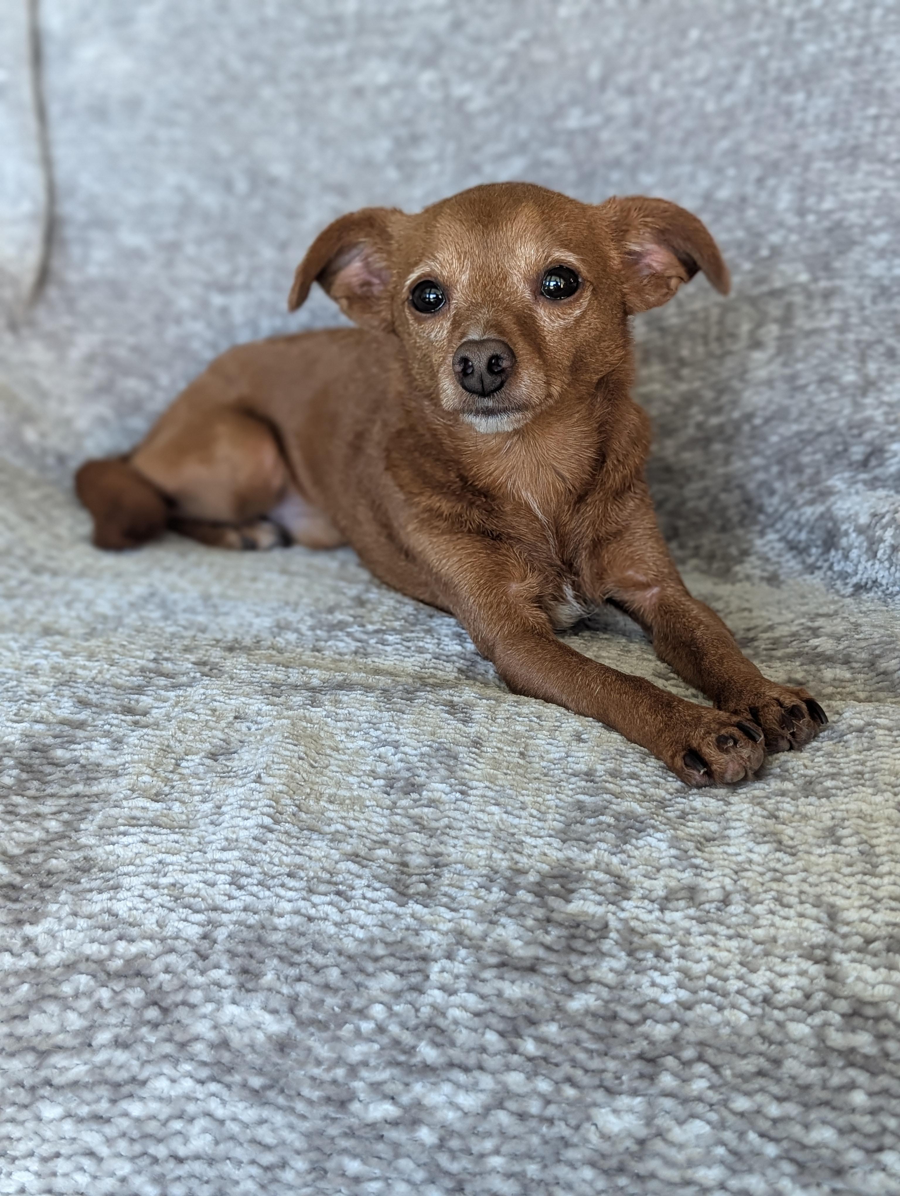 Many, a Adoptable mixed breed in Baton Rouge, LA image 1/6