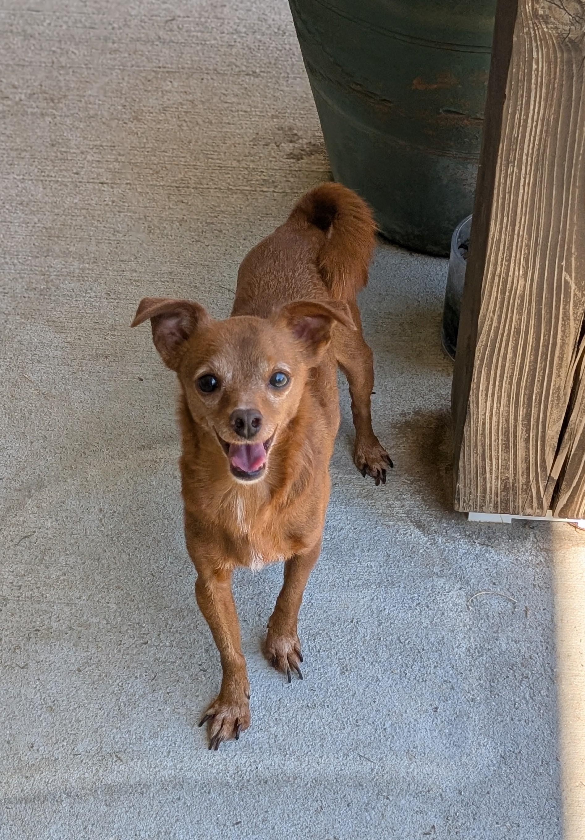Many, a Adoptable mixed breed in Baton Rouge, LA image 2/6