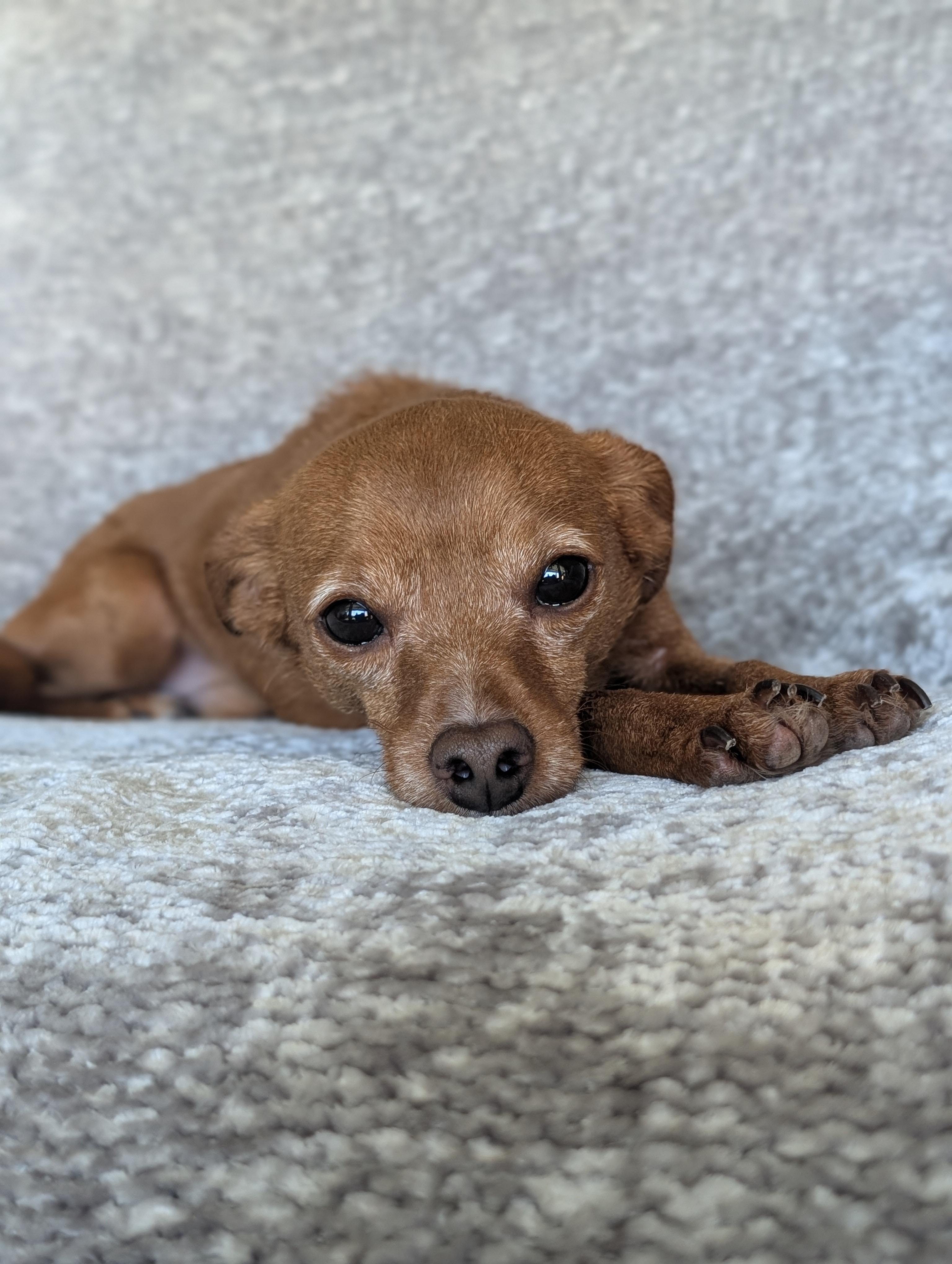Many, a Adoptable mixed breed in Baton Rouge, LA image 3/6