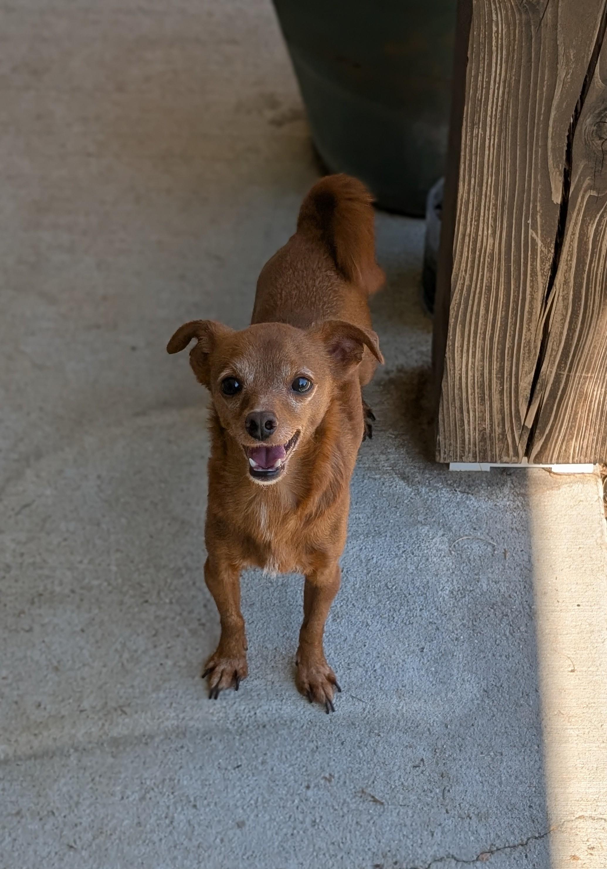 Many, Adoptable, Adult Male Chihuahua.