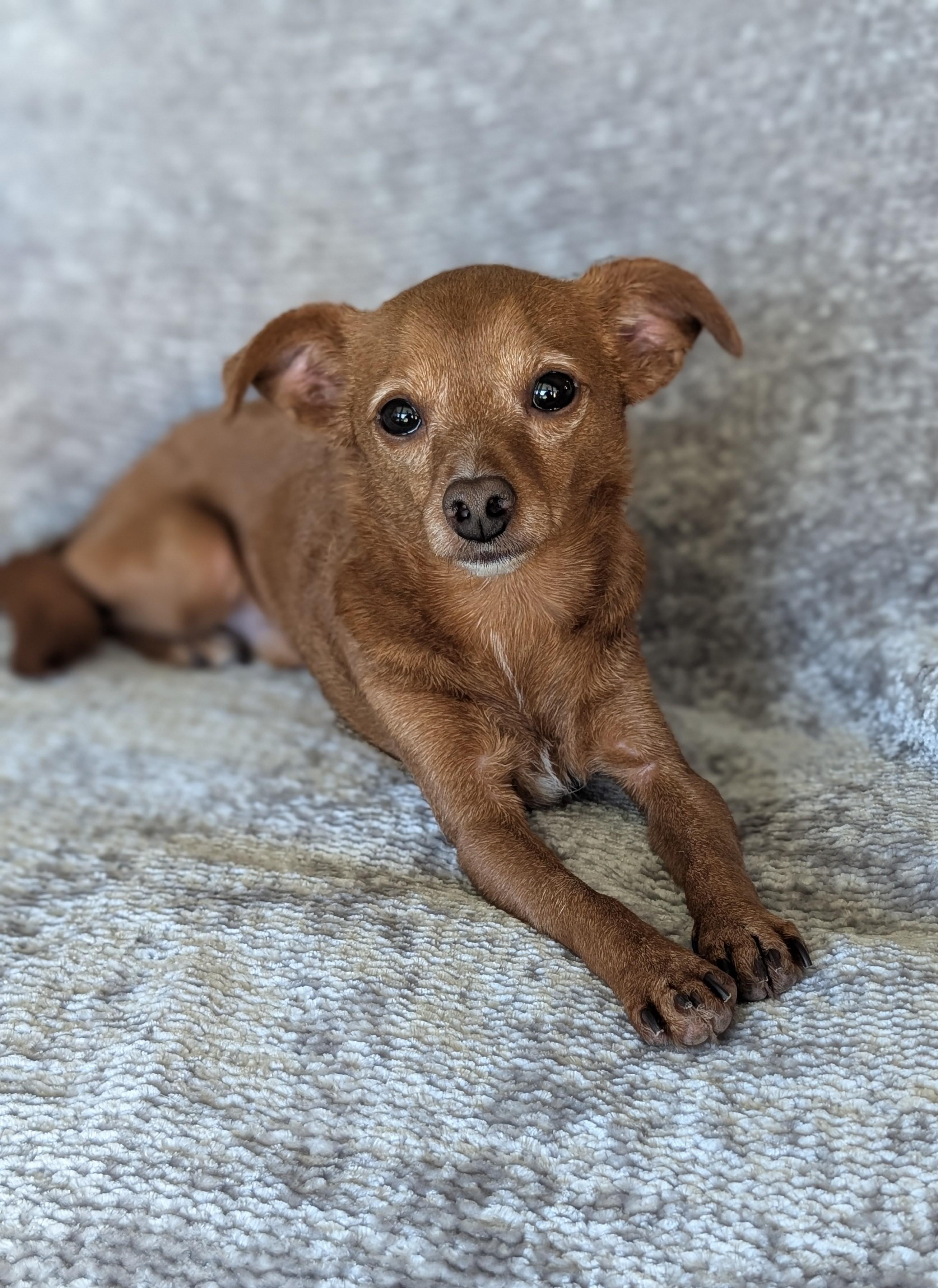 Many, a Adoptable mixed breed in Baton Rouge, LA image 5/6