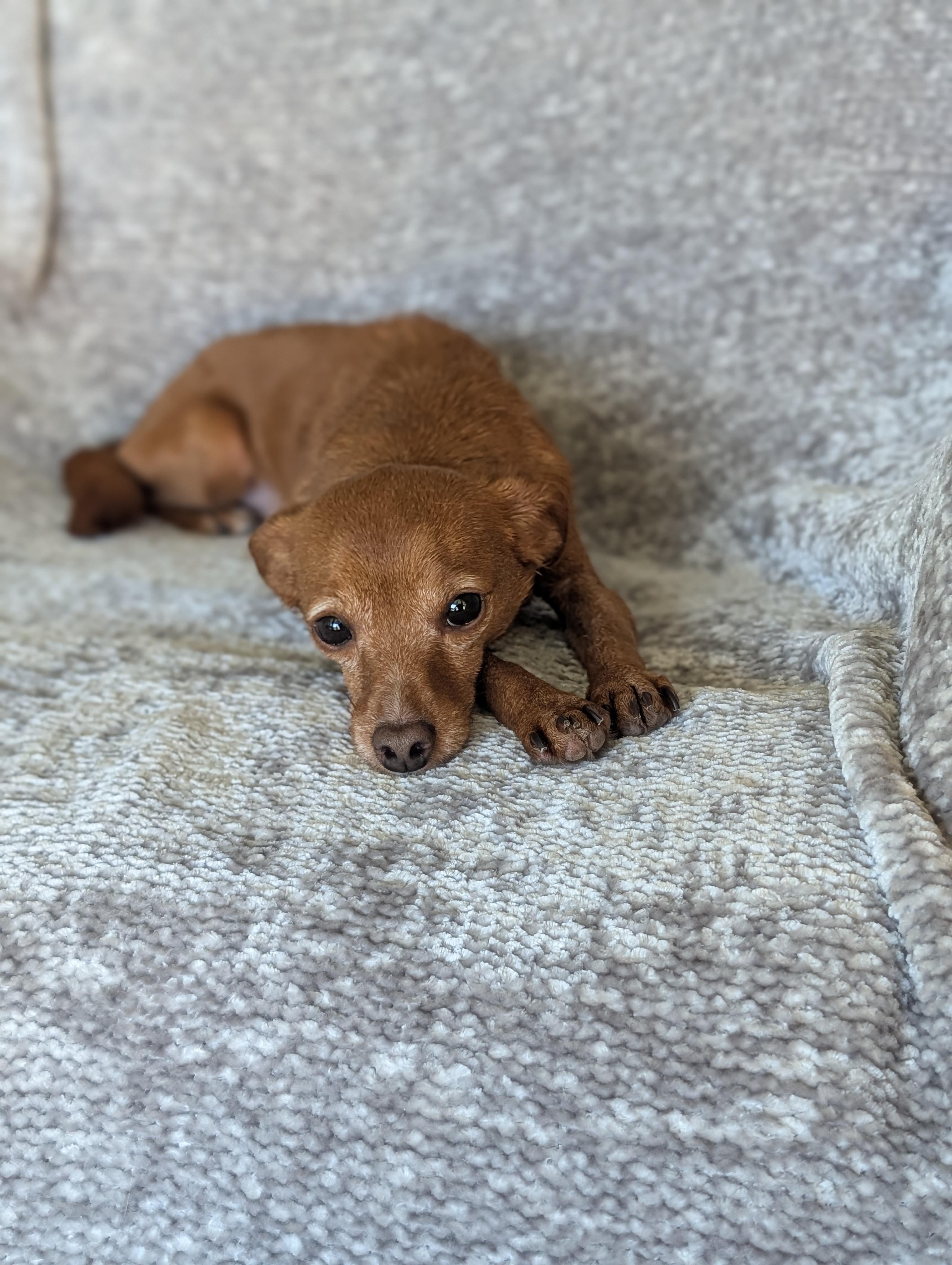 Many, a Adoptable mixed breed in Baton Rouge, LA image 6/6