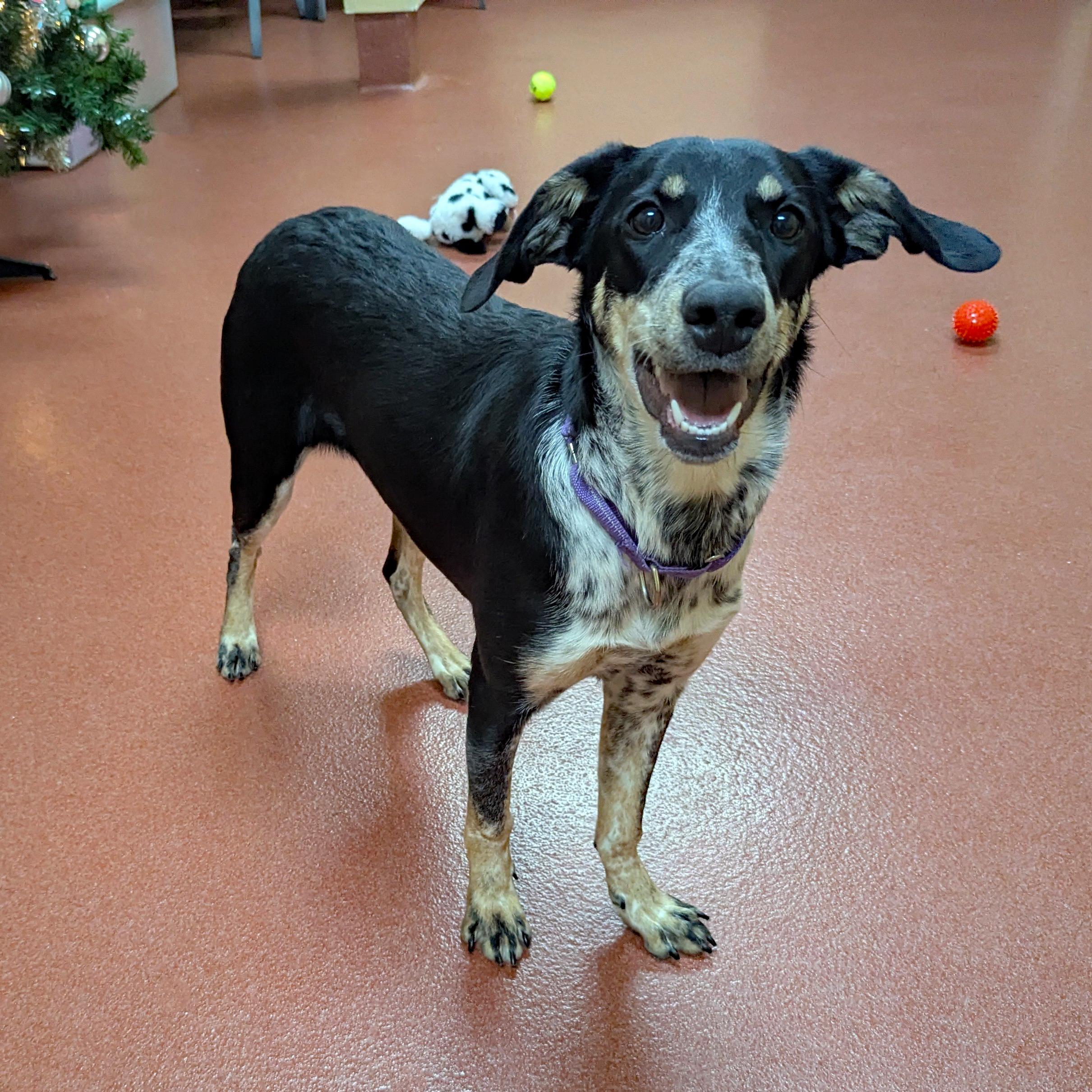 Enlarge Cream Puff, a ADOPTABLE mixed breed in Accident, MD image 1/6