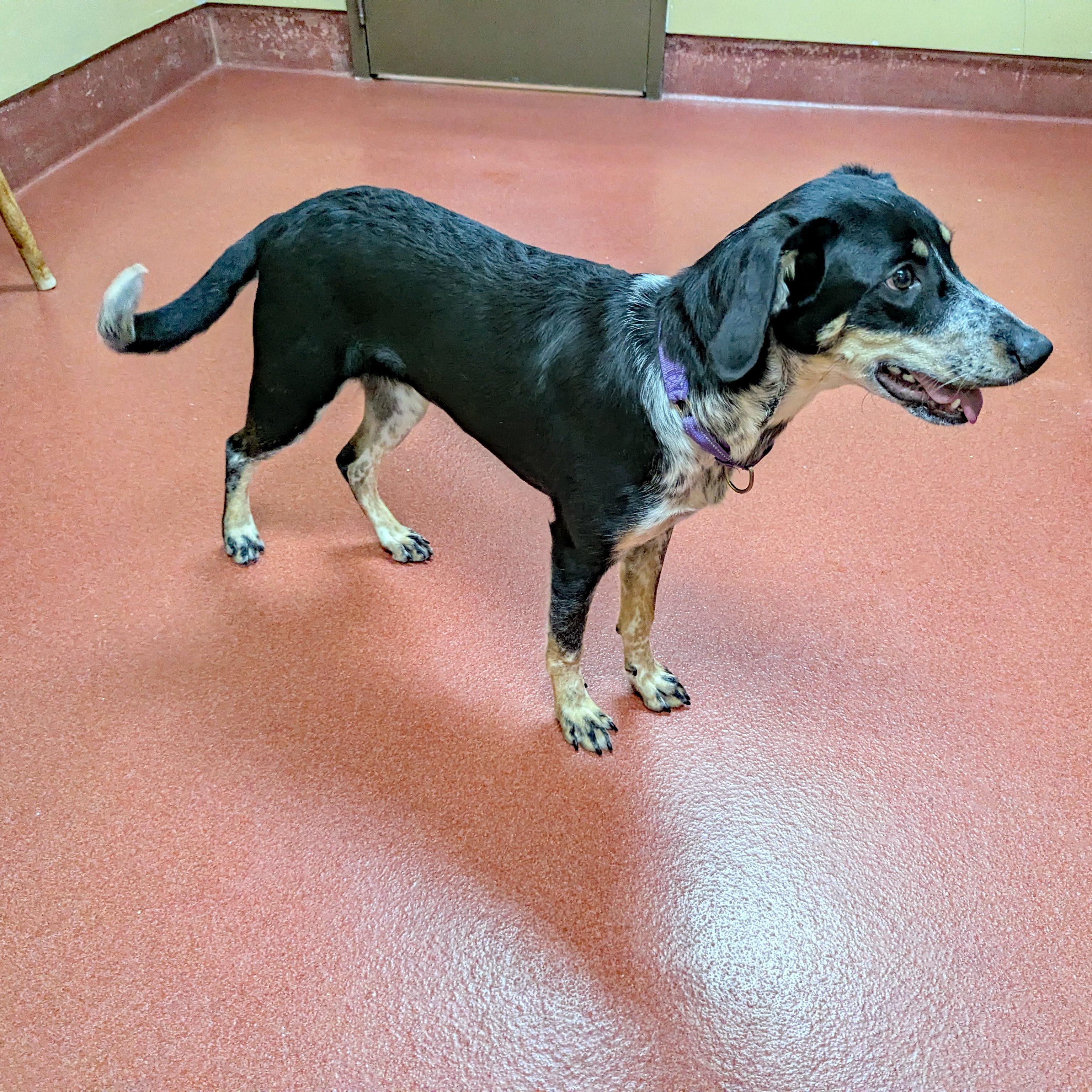 Enlarge Cream Puff, a ADOPTABLE mixed breed in Accident, MD image 2/6