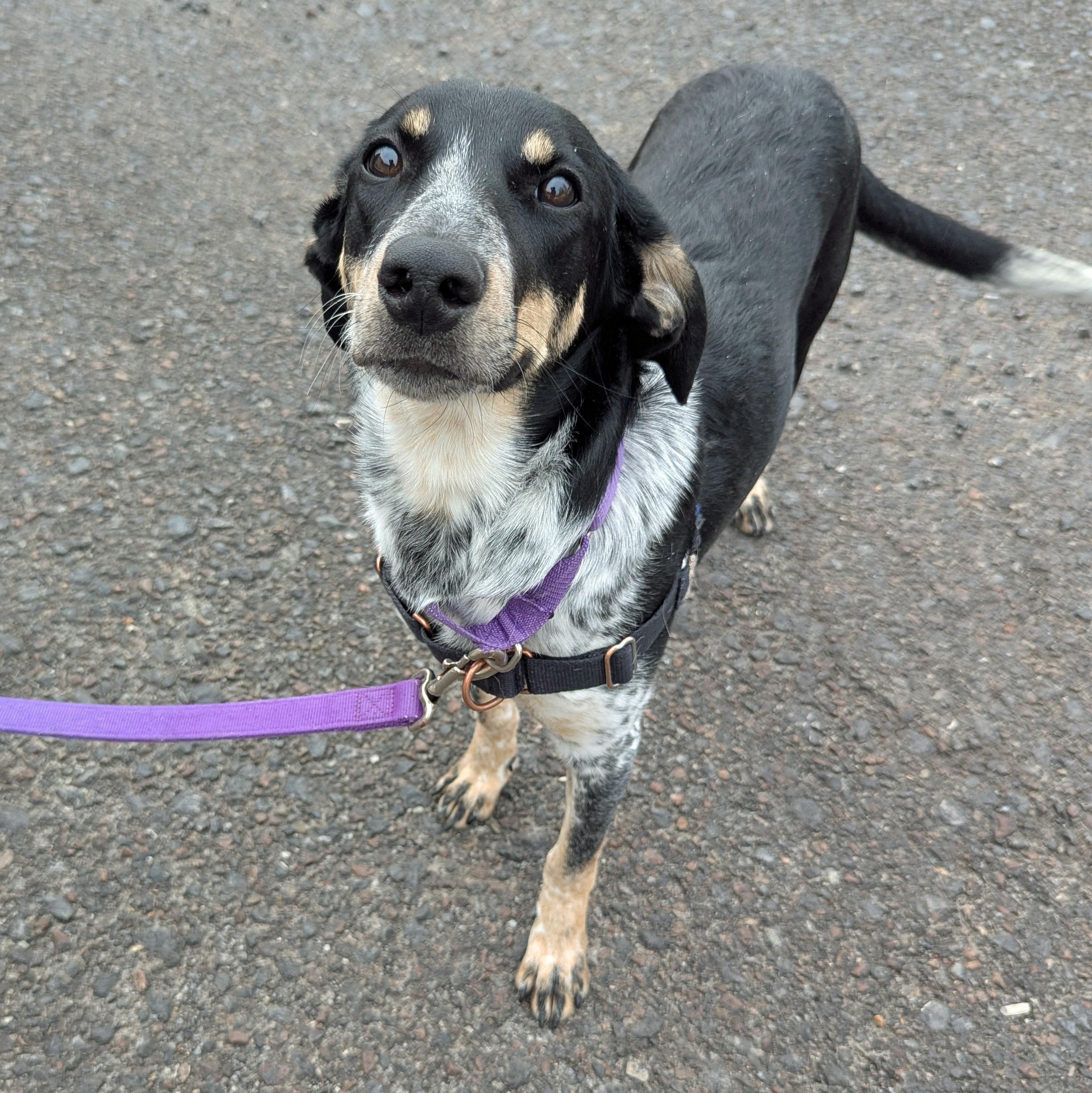Enlarge Cream Puff, a ADOPTABLE mixed breed in Accident, MD image 3/6