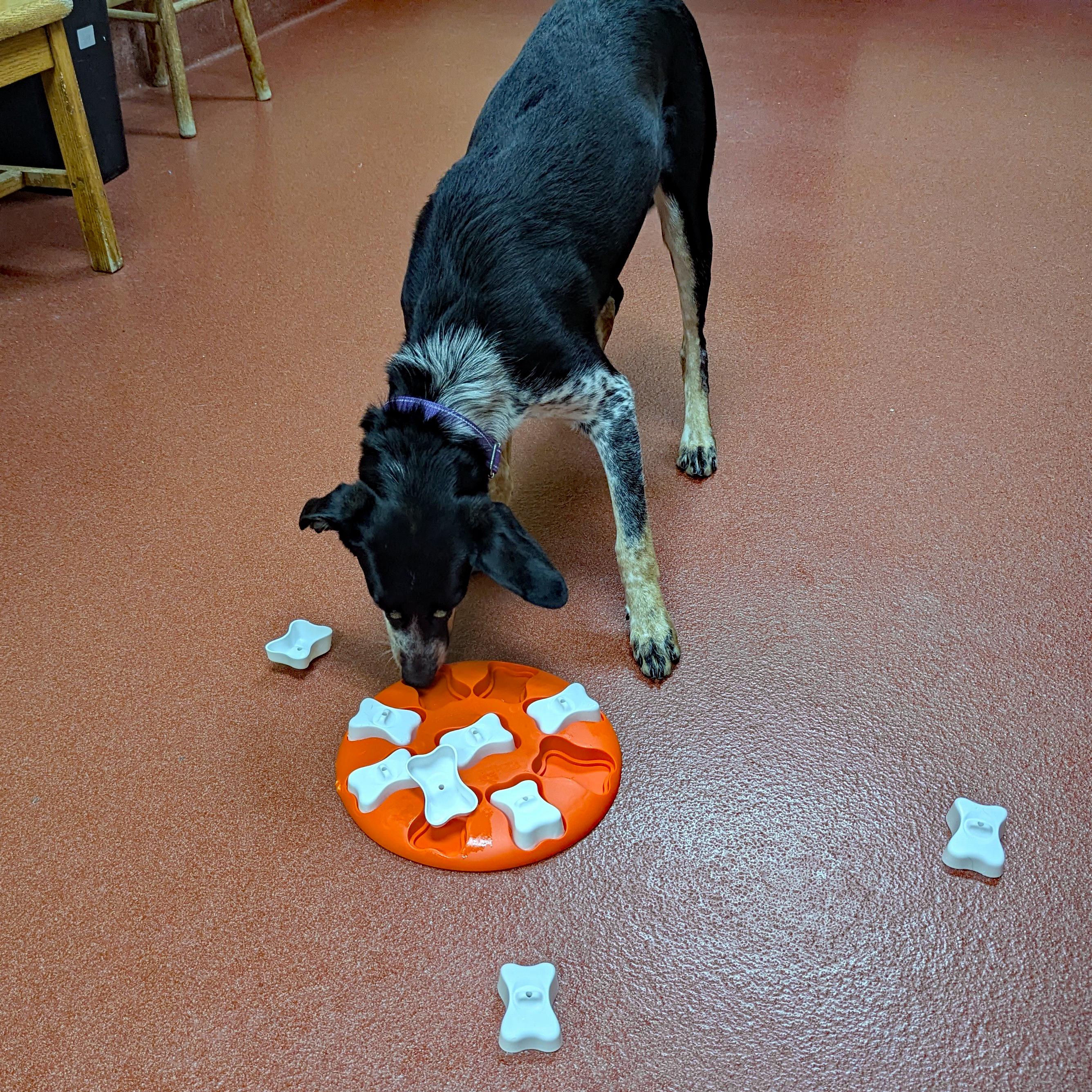 Enlarge Cream Puff, a ADOPTABLE mixed breed in Accident, MD image 5/6