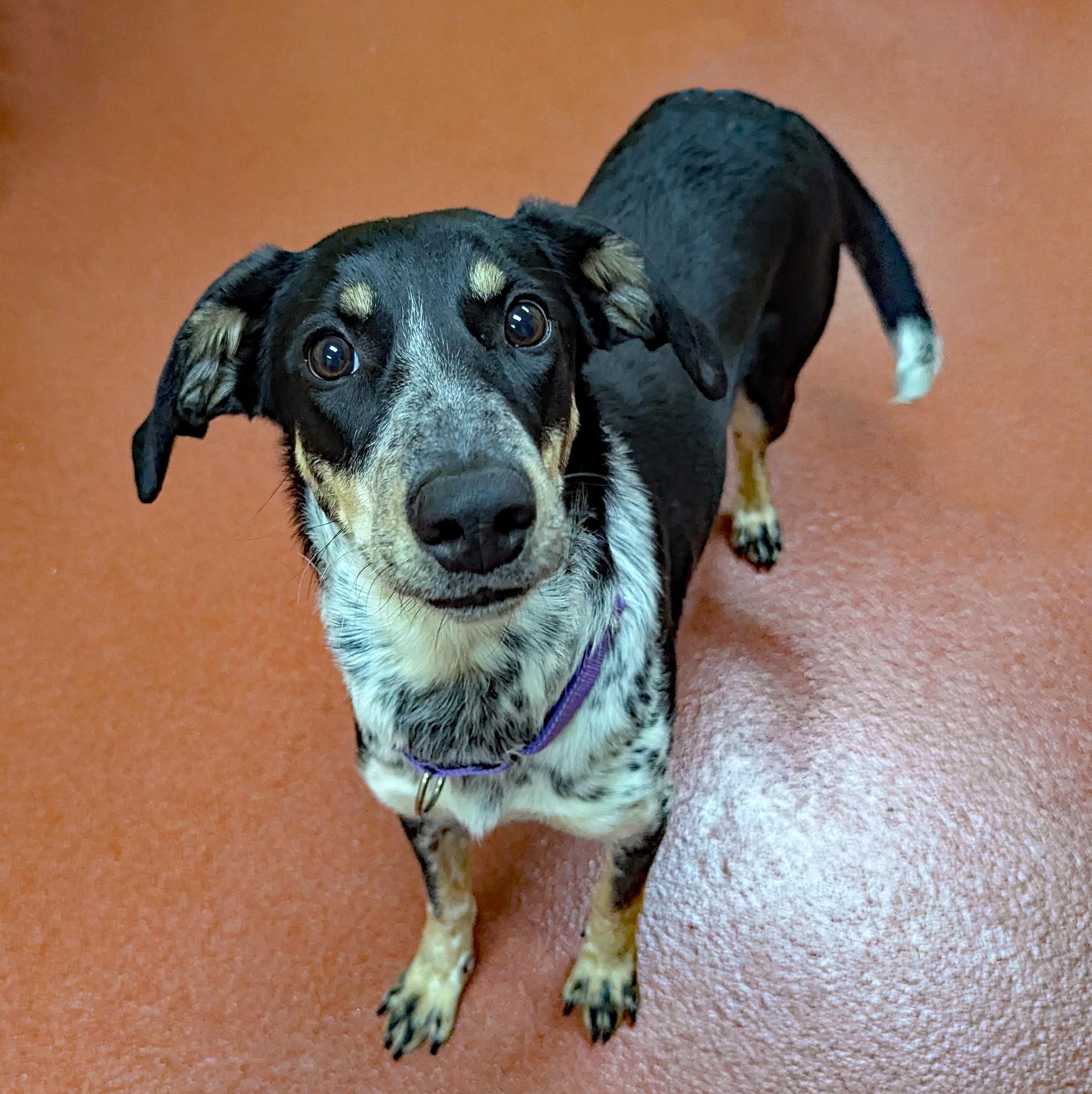 Enlarge Cream Puff, a ADOPTABLE mixed breed in Accident, MD image 6/6