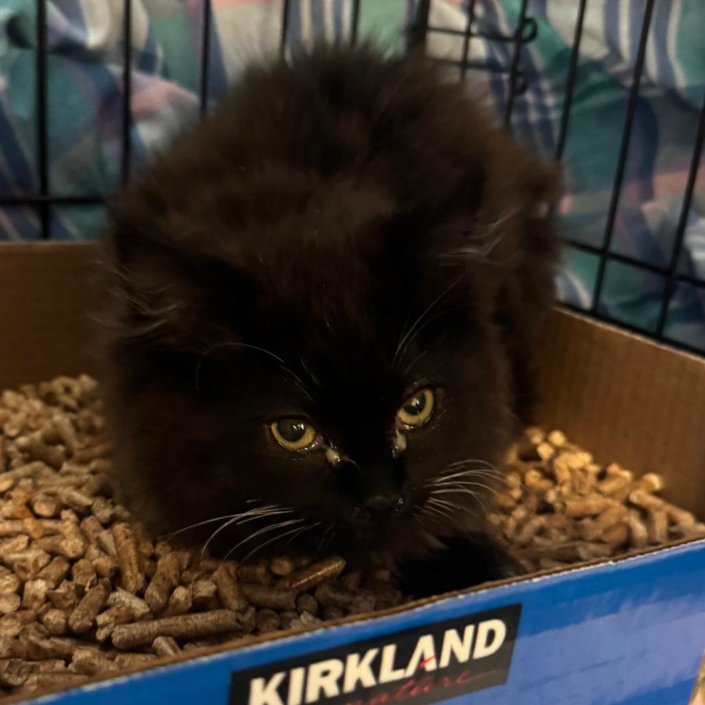 Cosmopolitan, a Adoptable Domestic Long Hair in Spokane, WA image 1/3