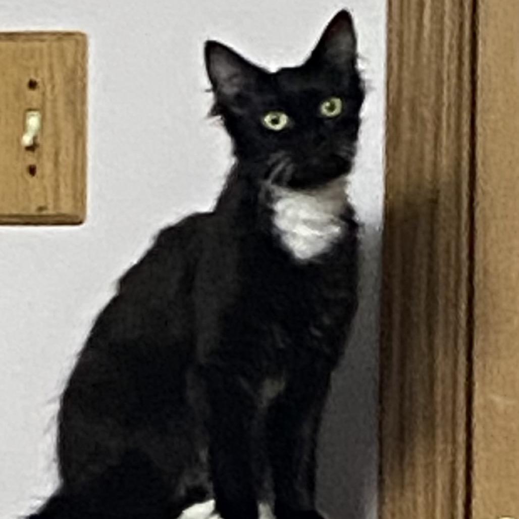 Cosmopolitan, a Adoptable Domestic Long Hair in Spokane, WA image 2/3