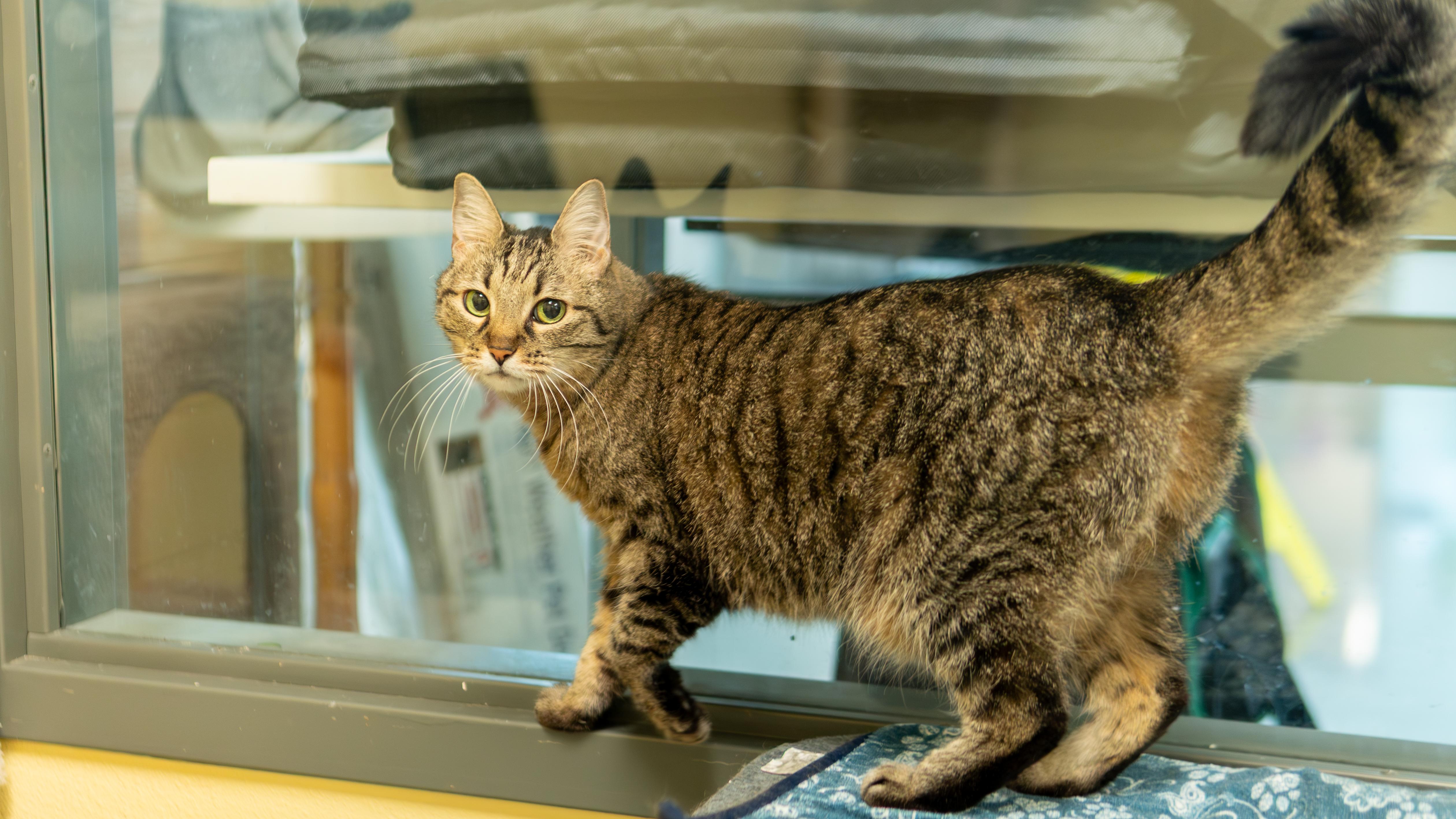 Sheena, Adoptable, Senior Female Domestic Short Hair.