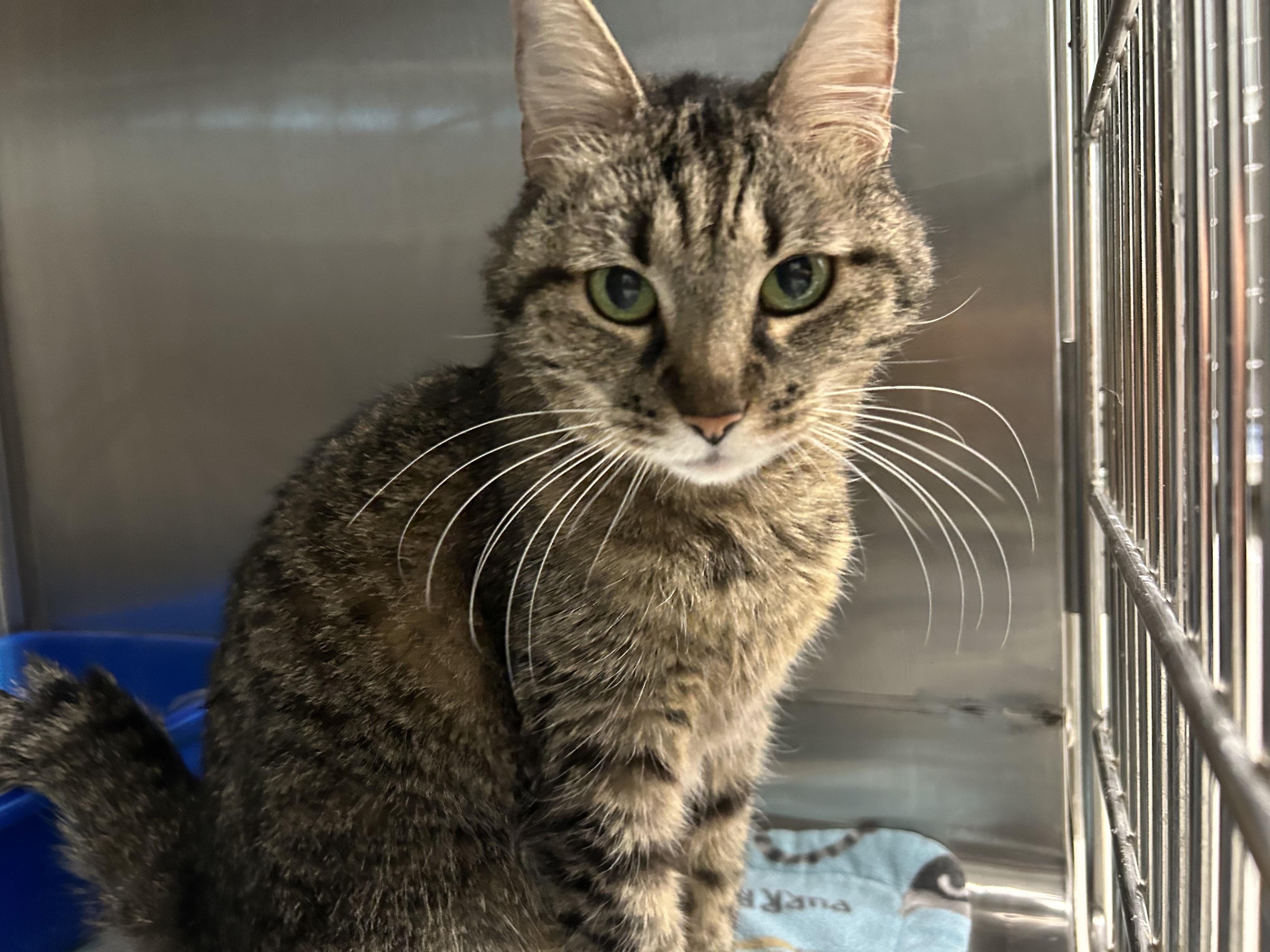 Sheena - Adoption fee fully sponsored in loving memory of Stella, a Adoptable mixed breed in Chico, CA image 2/6