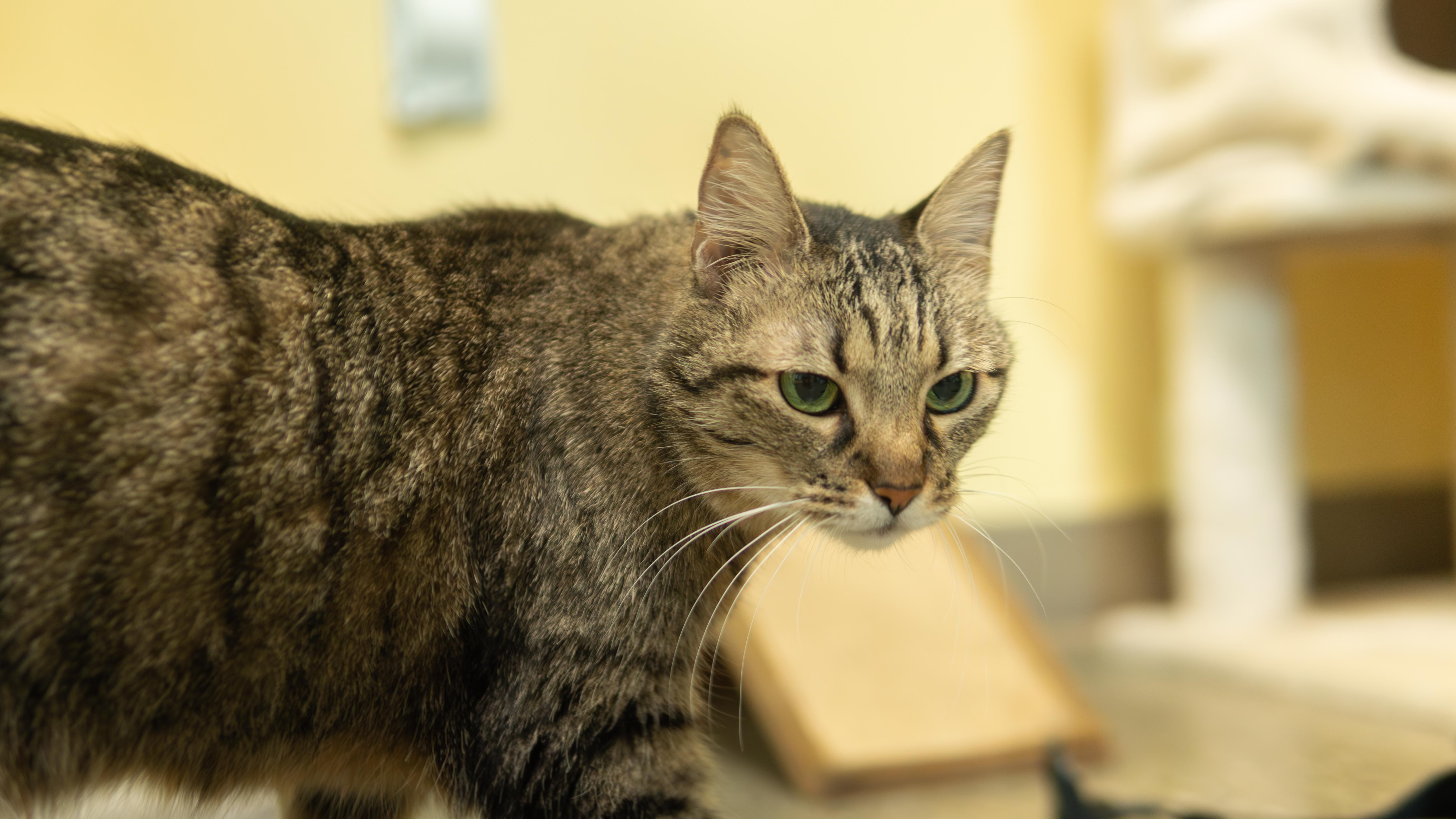 Sheena - Adoption fee fully sponsored in loving memory of Stella, a Adoptable mixed breed in Chico, CA image 3/6