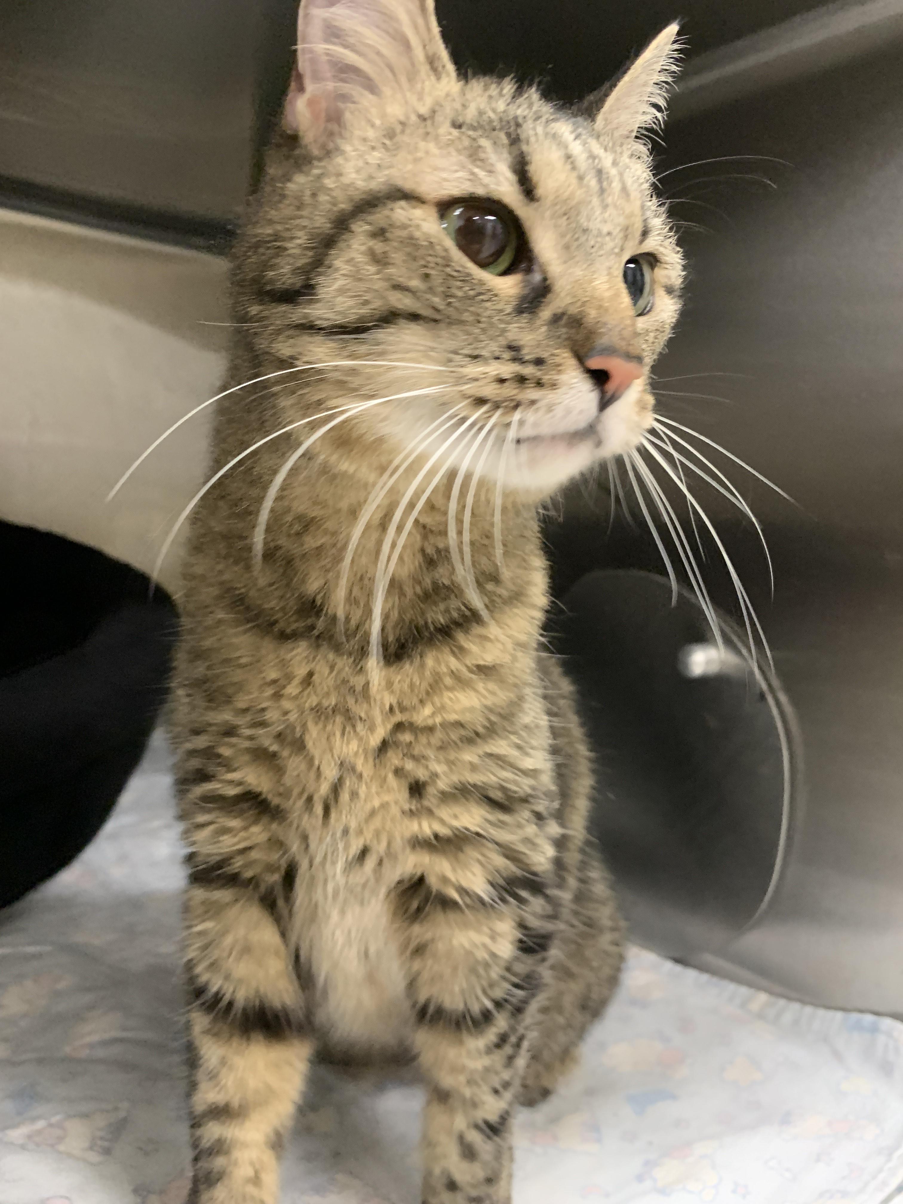 Sheena - Adoption fee fully sponsored in loving memory of Stella, a Adoptable mixed breed in Chico, CA image 4/6