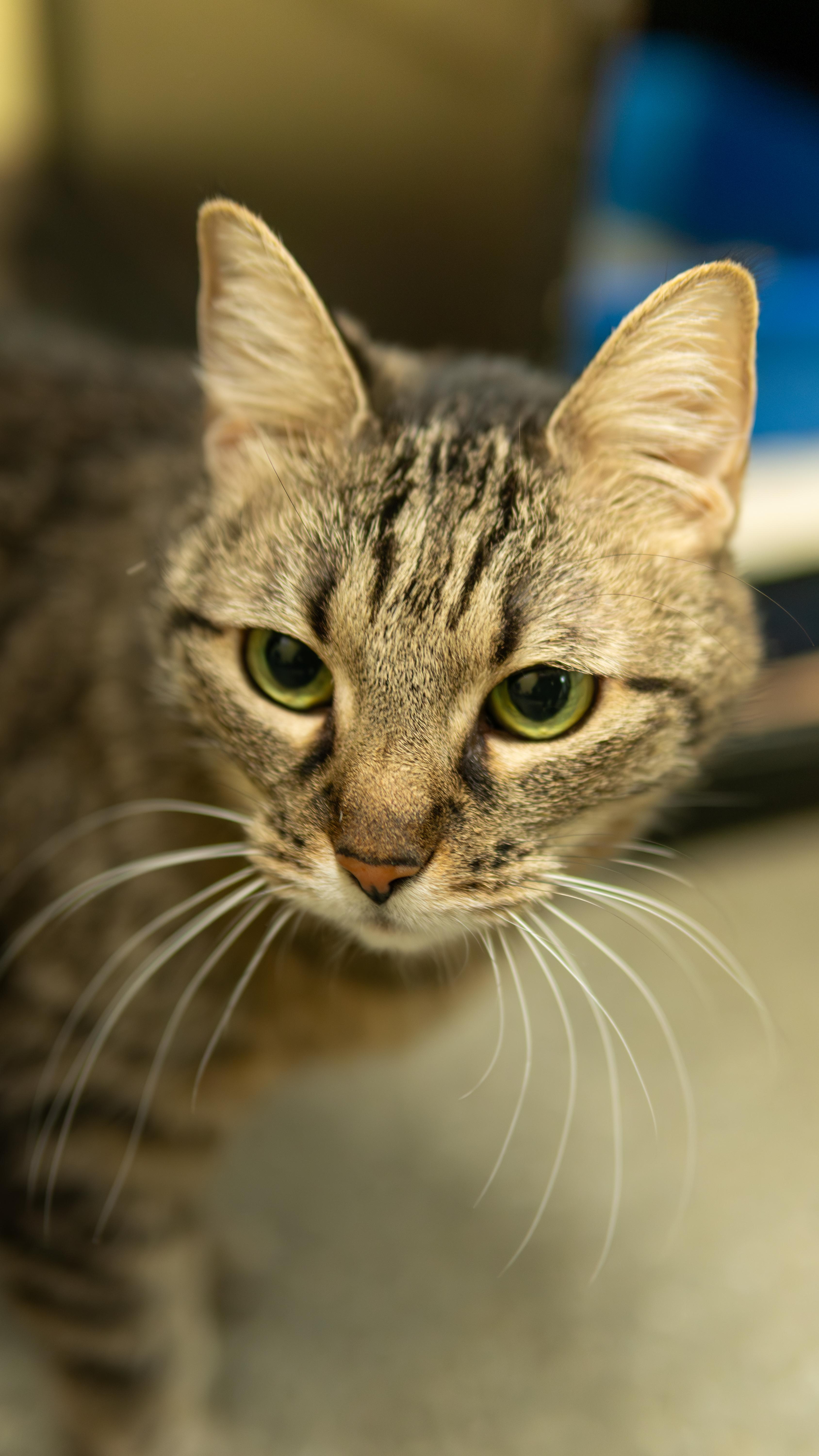 Sheena - Adoption fee fully sponsored in loving memory of Stella, a Adoptable mixed breed in Chico, CA image 5/6