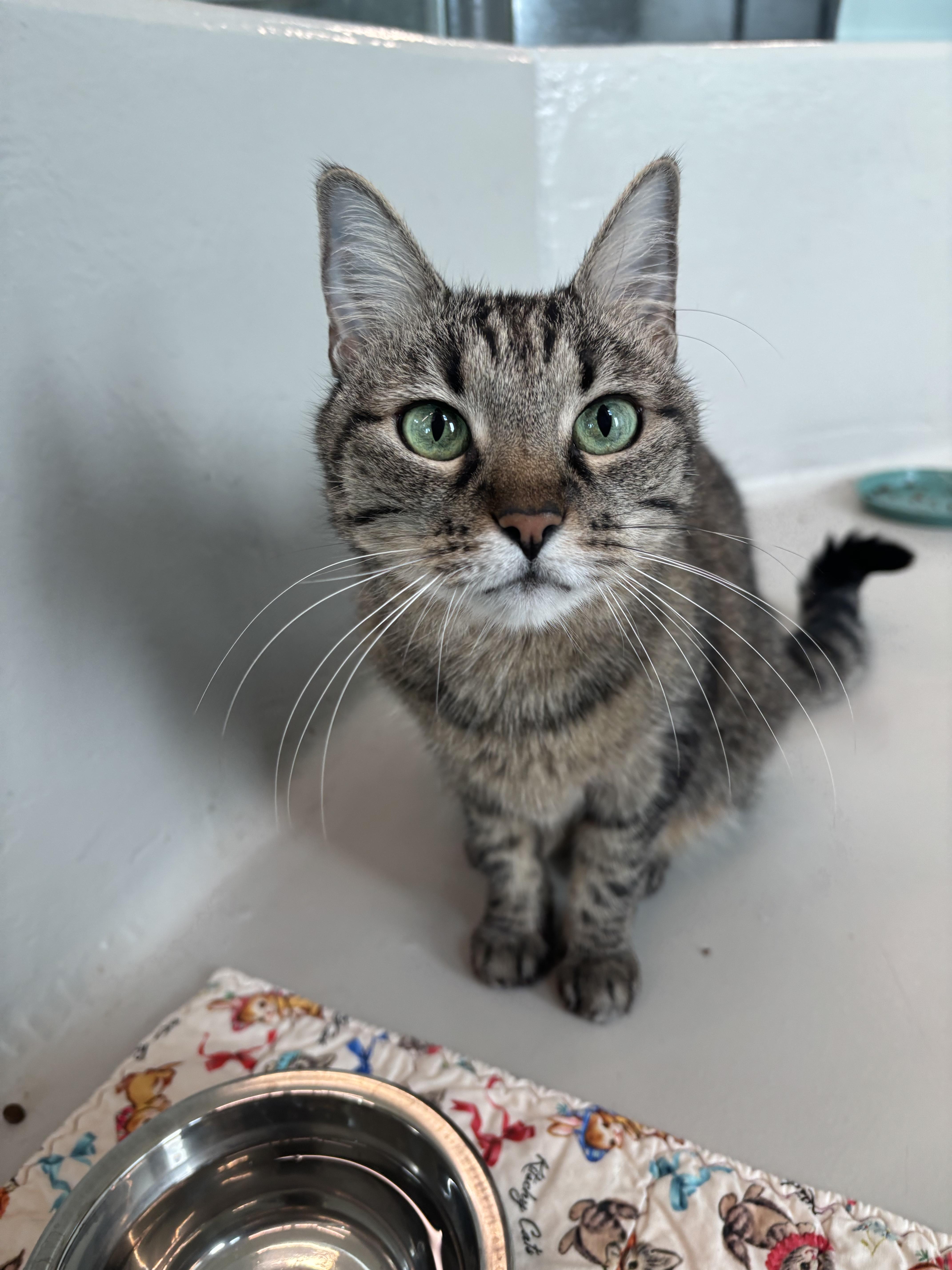 Sheena - Adoption fee fully sponsored in loving memory of Stella, a Adoptable mixed breed in Chico, CA image 6/6