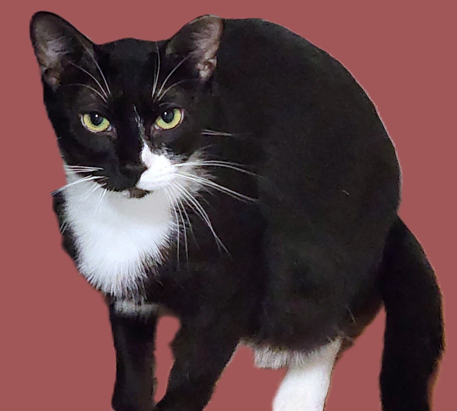 BARN CATS - FREE TO A GOOD BARN