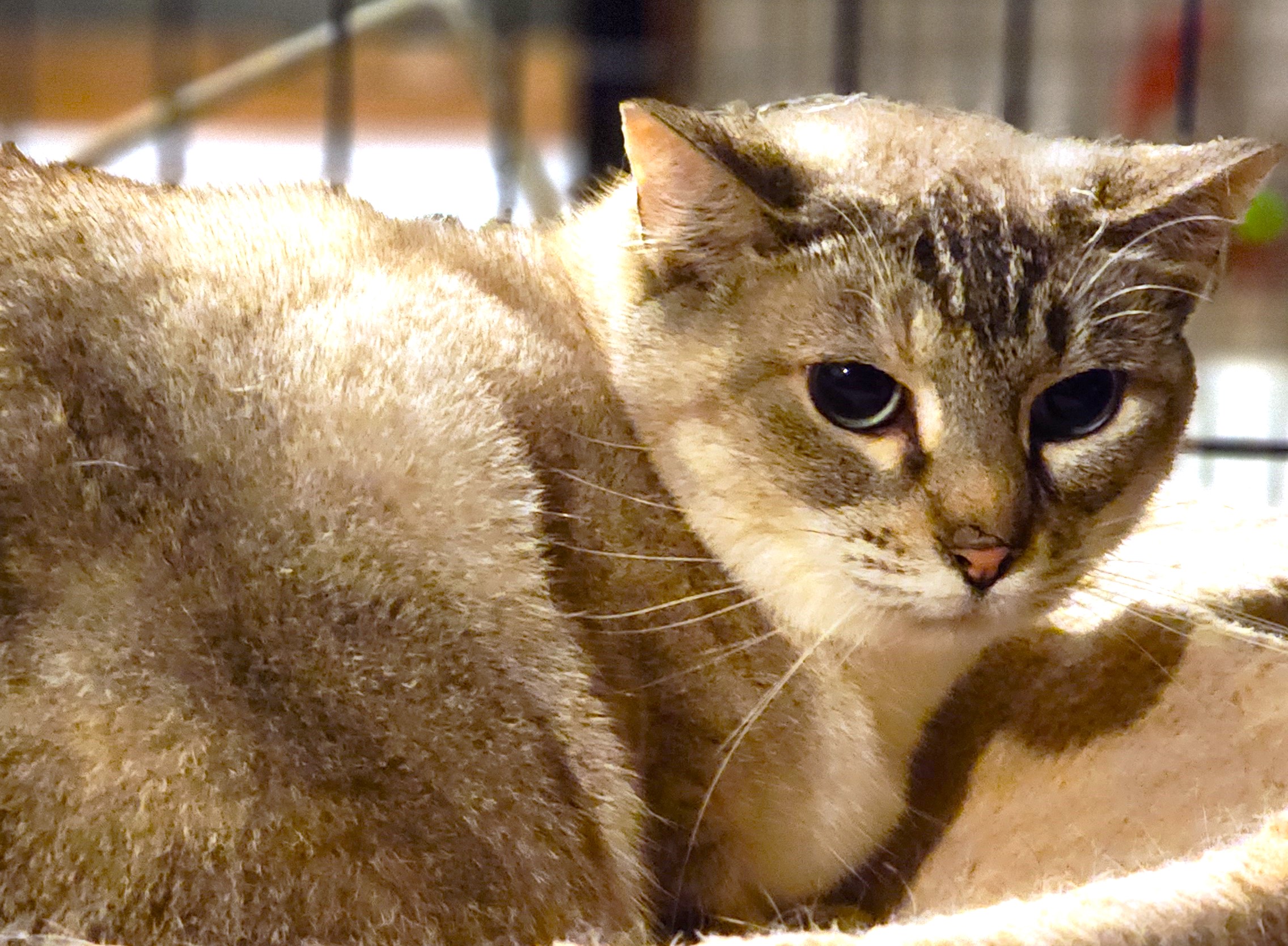 BARN CATS - FREE TO A GOOD BARN