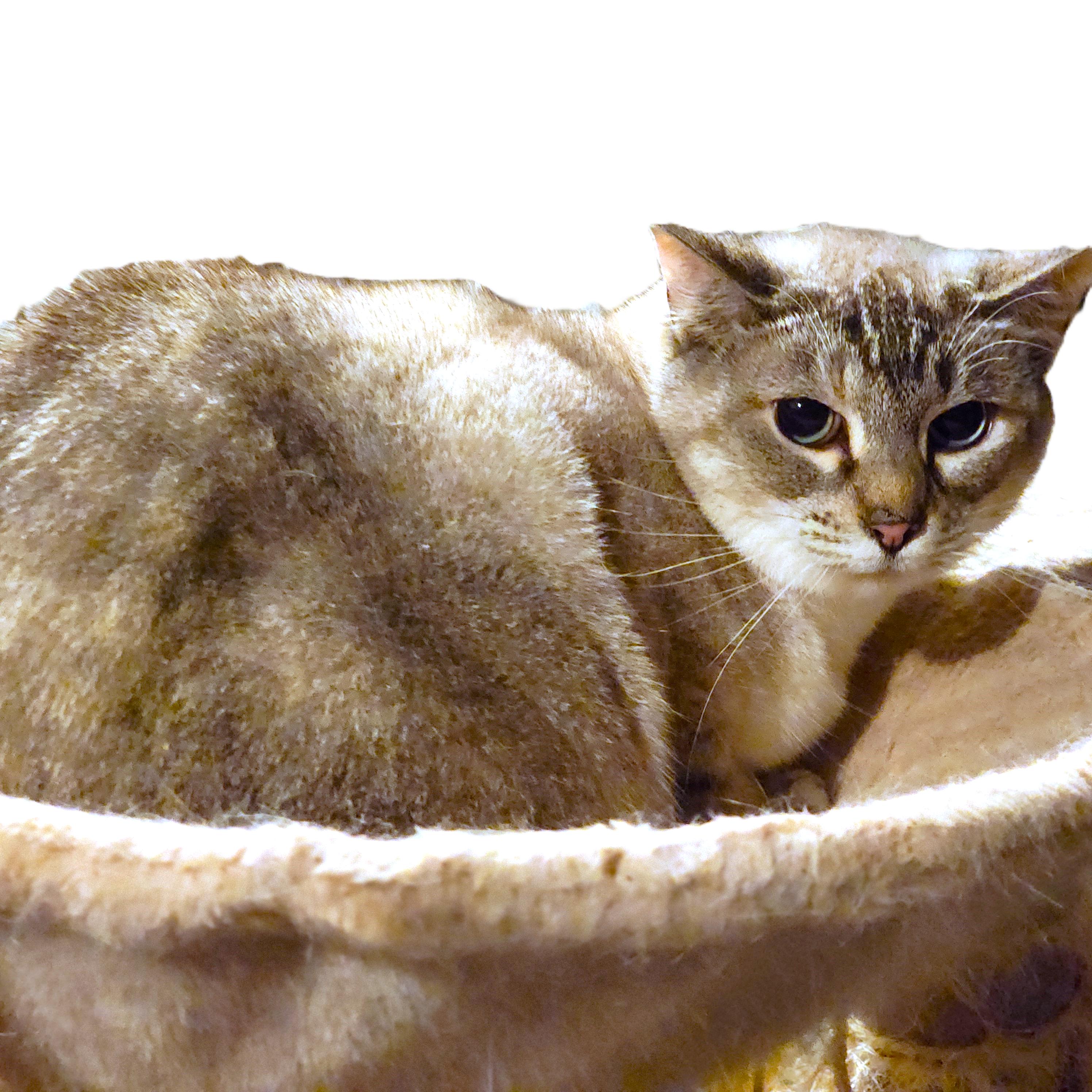 BARN CATS - FREE TO A GOOD BARN, a Adoptable Siamese in Danbury, CT image 1/6