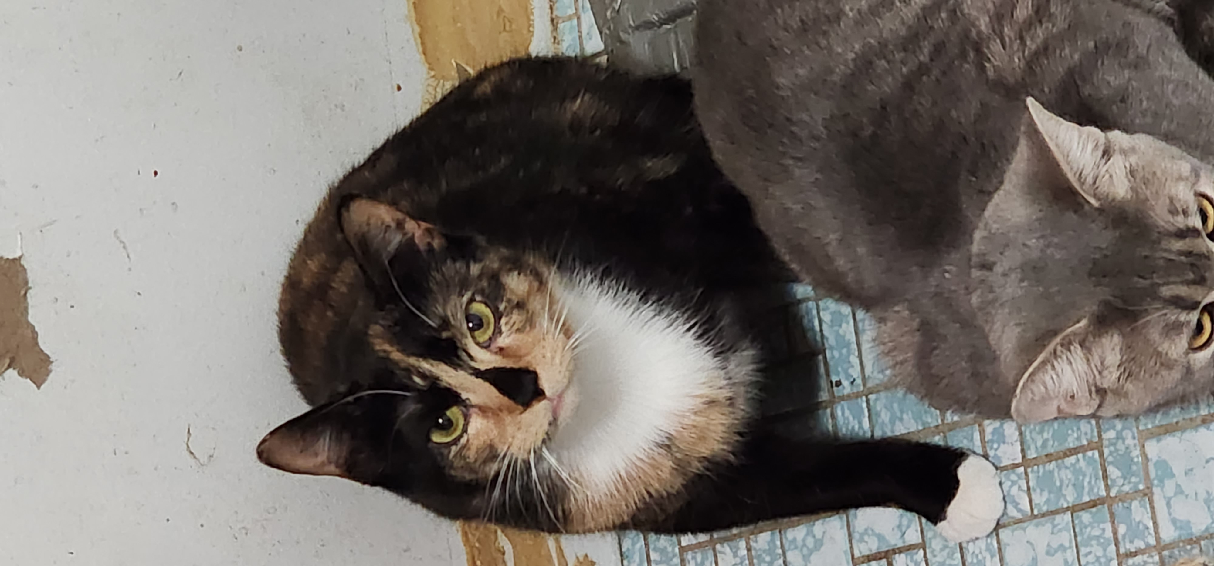 BARN CATS - FREE TO A GOOD BARN — thumbnail 4