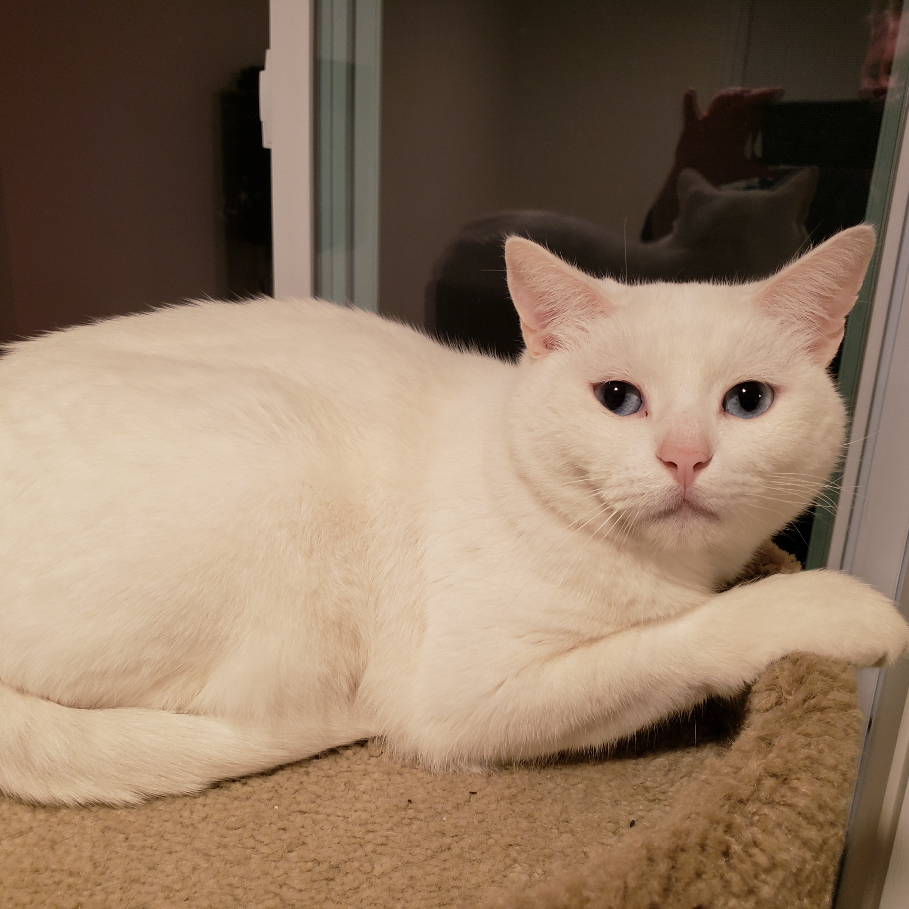 BARN CATS - FREE TO A GOOD BARN, a Adoptable Siamese in Danbury, CT image 3/6