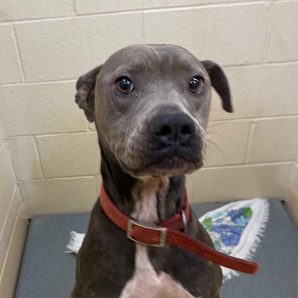 Ruckus, Adoptable, Adult Male Mixed Breed.