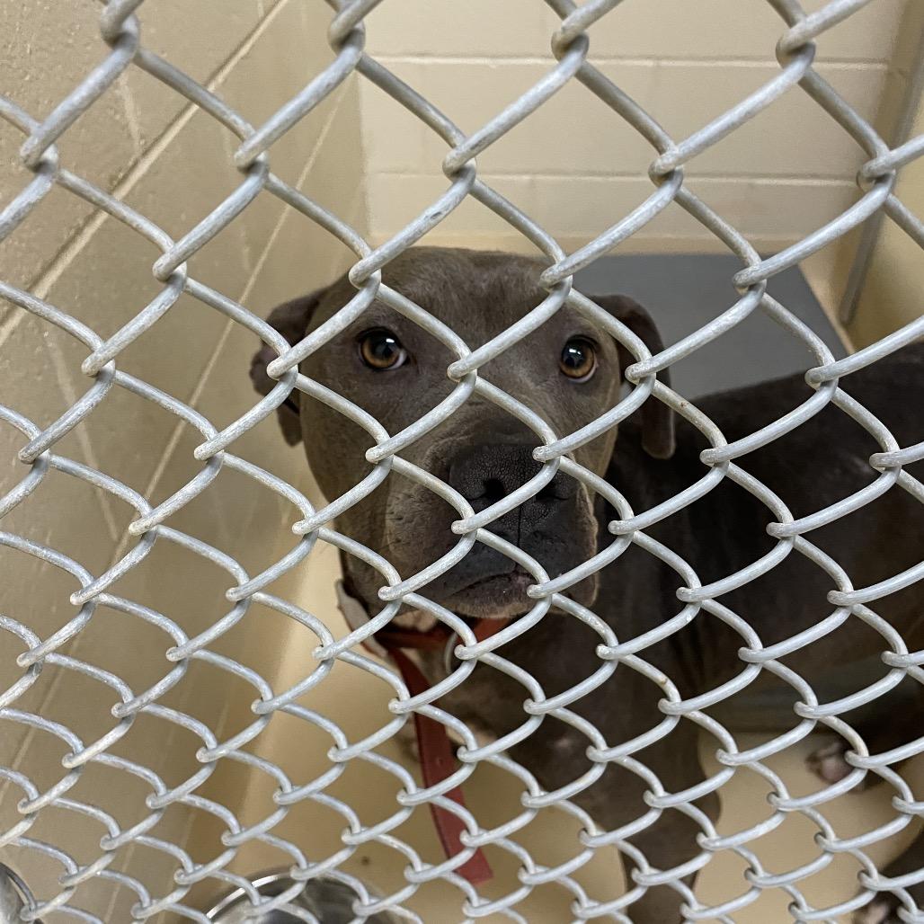 Enlarge Ruckus, a Adoptable Mixed Breed in Winston-Salem, NC image 2/3