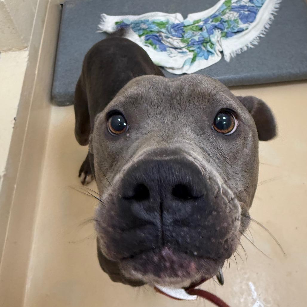 Enlarge Ruckus, a Adoptable Mixed Breed in Winston-Salem, NC image 3/3