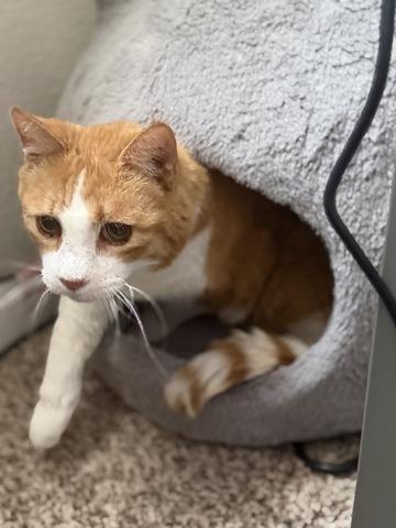 Enlarge Torpedo, a ADOPTABLE Domestic Short Hair in Denver, CO image 2/2