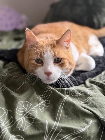 Torpedo, ADOPTABLE, Senior Male Domestic Short Hair.