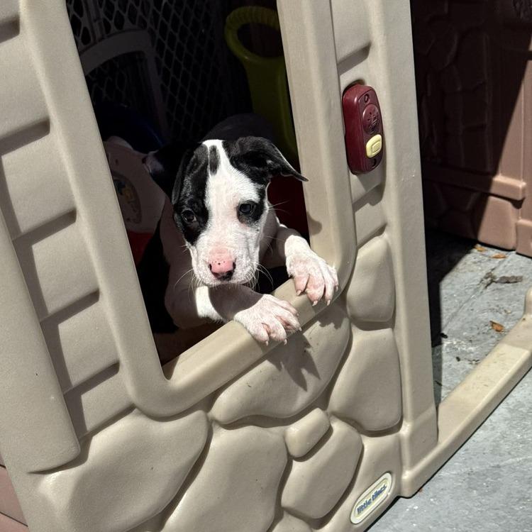 Roxy (Rosalina), Adoptable, Puppy Female Great Dane & Mixed Breed.