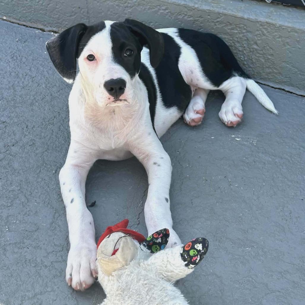 Roxy (Rosalina), a Adoptable mixed breed in Seminole, FL image 2/6