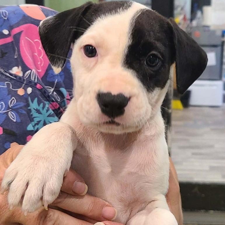 Roxy (Rosalina), a Adoptable mixed breed in Seminole, FL image 3/6