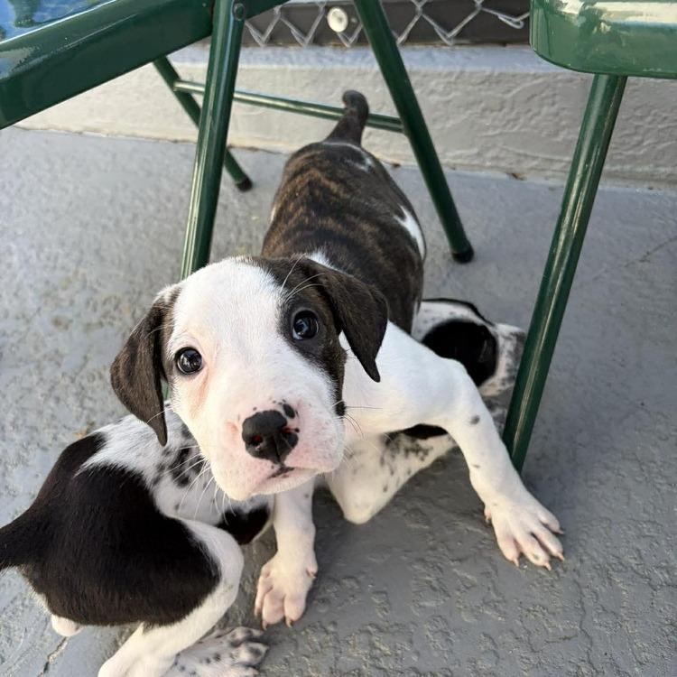 Roxy (Rosalina), a Adoptable mixed breed in Seminole, FL image 4/6