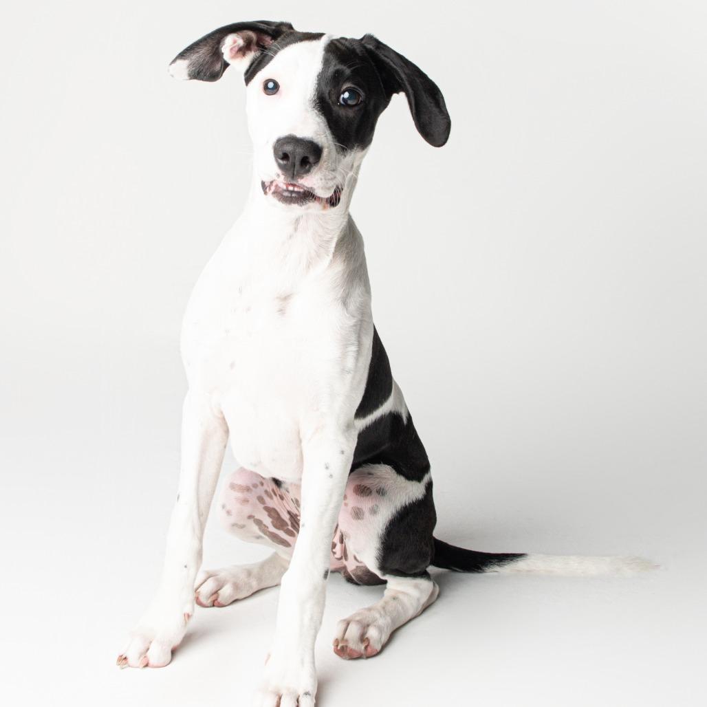 Roxy (Rosalina), a Adoptable mixed breed in Seminole, FL image 5/6