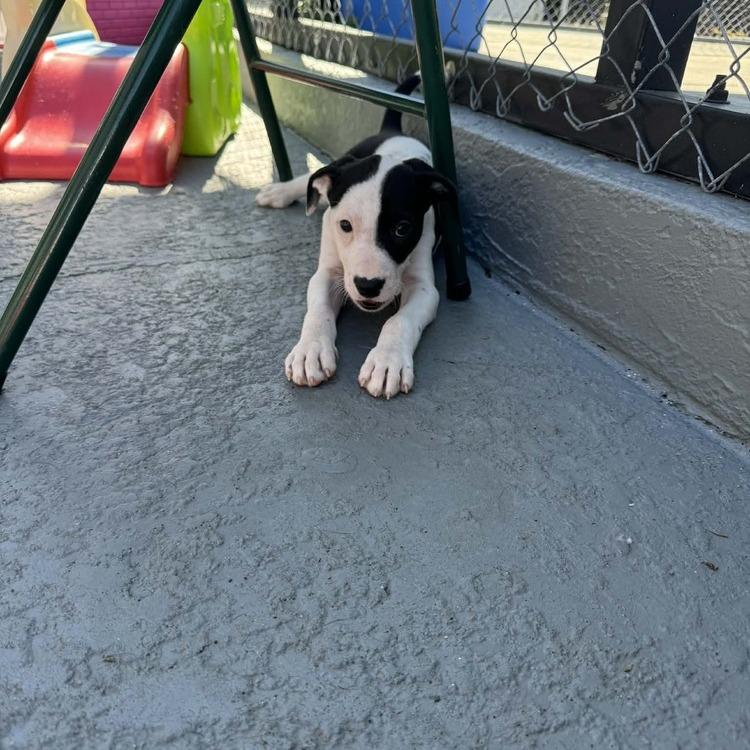 Roxy (Rosalina), a Adoptable mixed breed in Seminole, FL image 6/6
