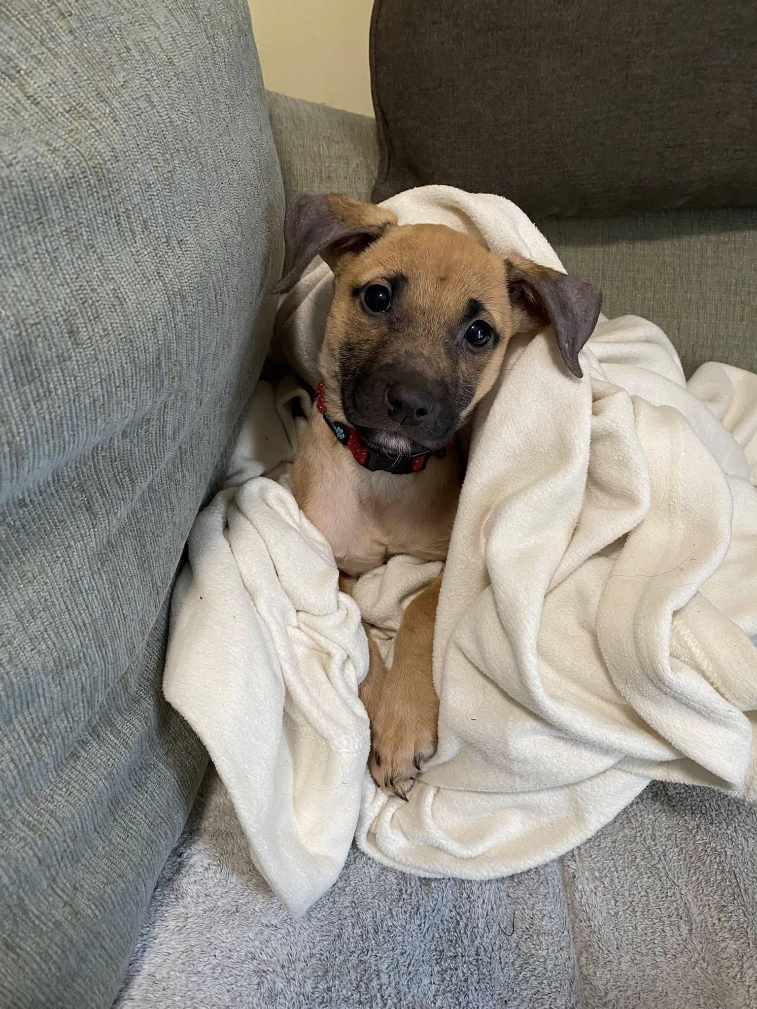 Ebony, ADOPTABLE, Young Female Dachshund.