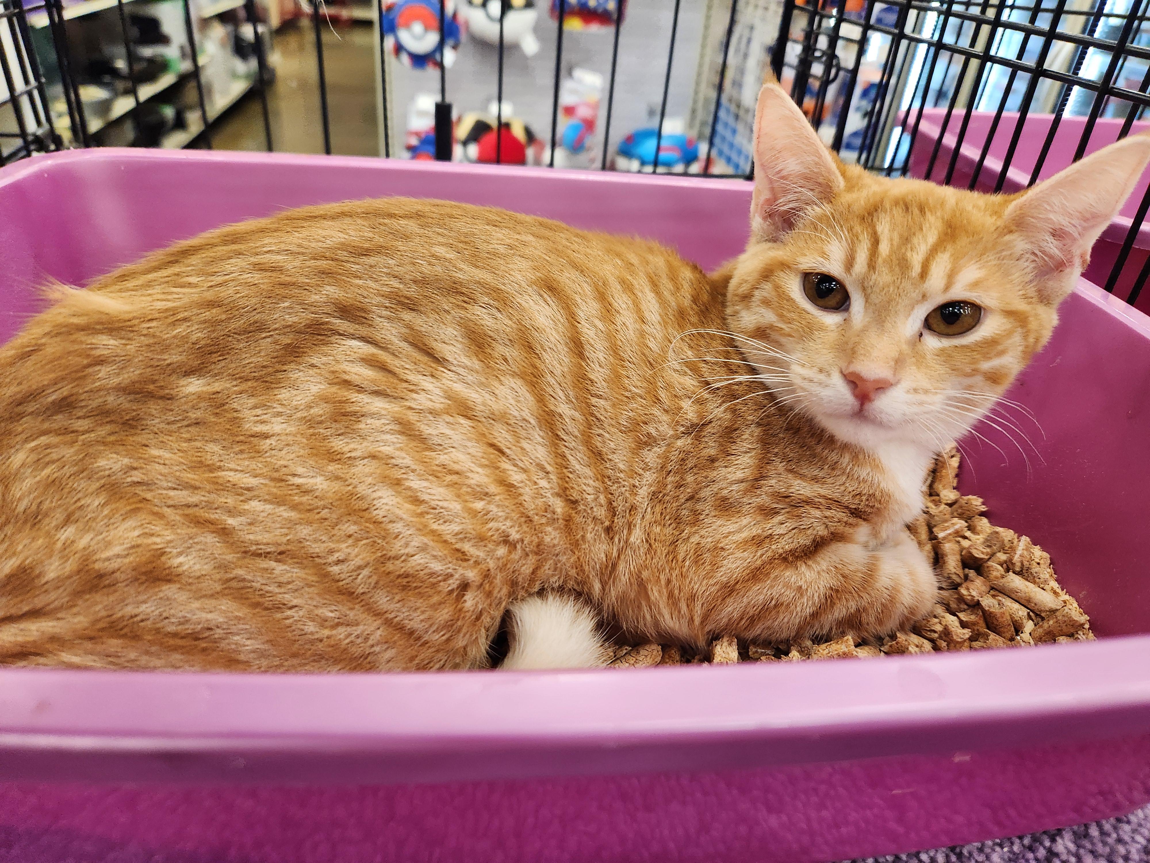 Jax, Adoptable, Kitten Male Domestic Short Hair.