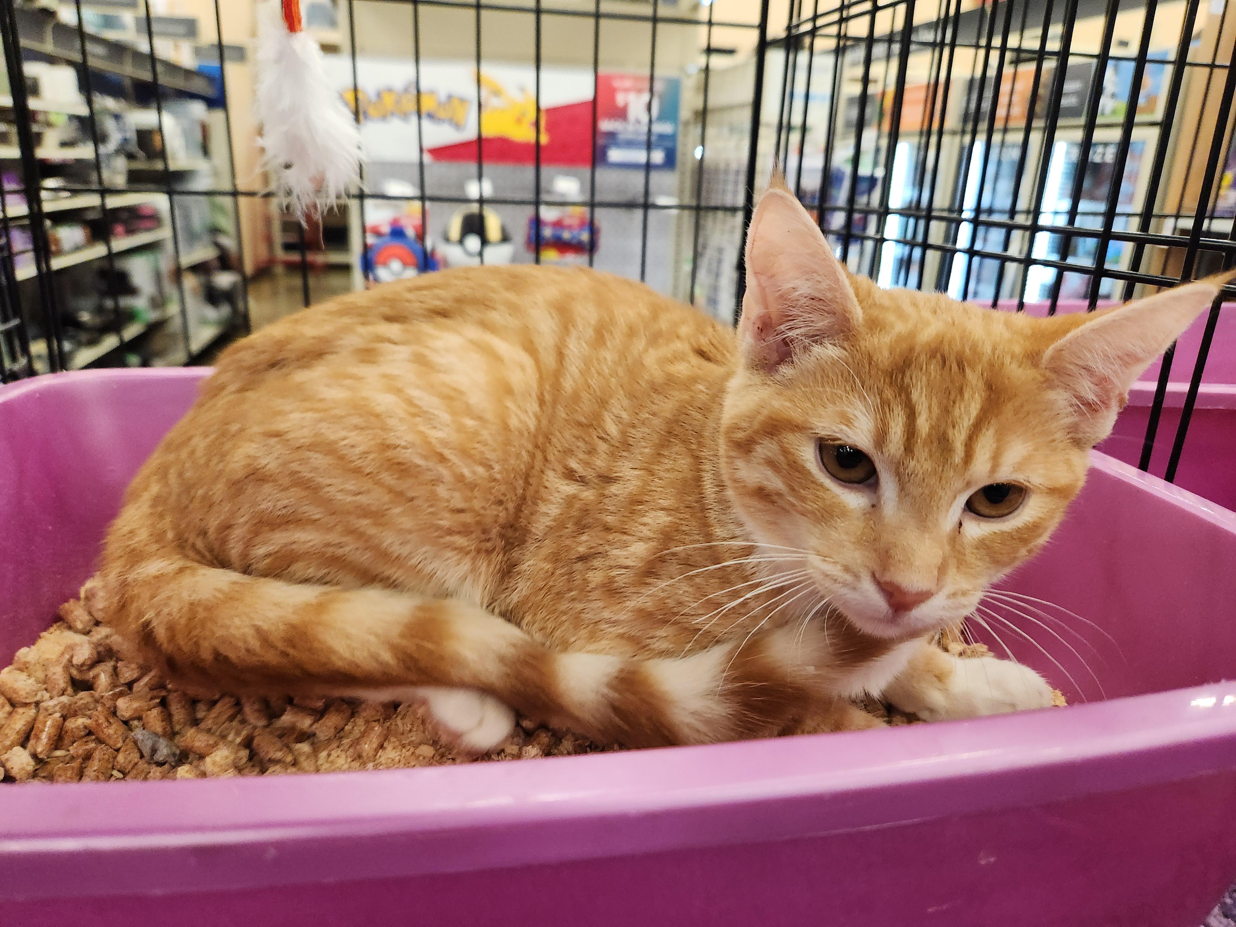 Jax, a Adoptable Domestic Short Hair image 2/3