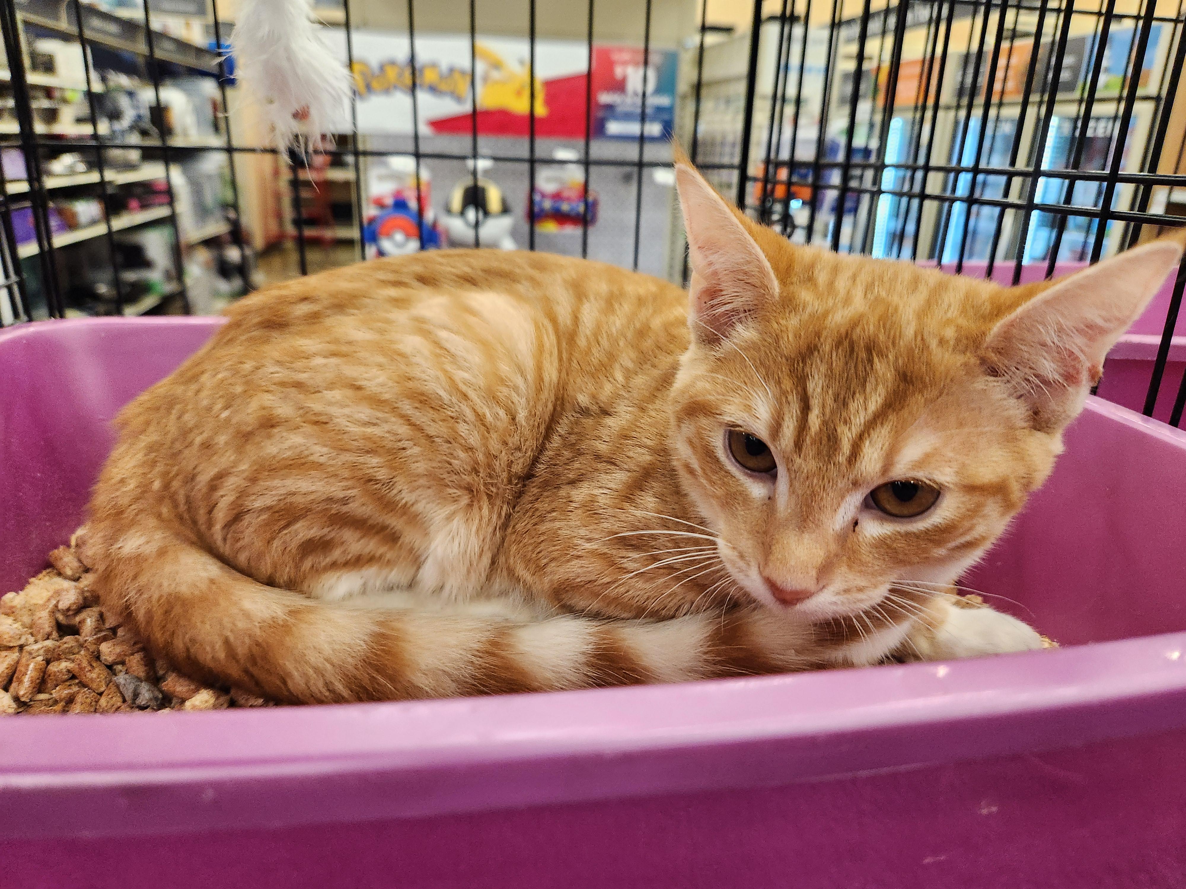 Jax, a Adoptable Domestic Short Hair image 3/3