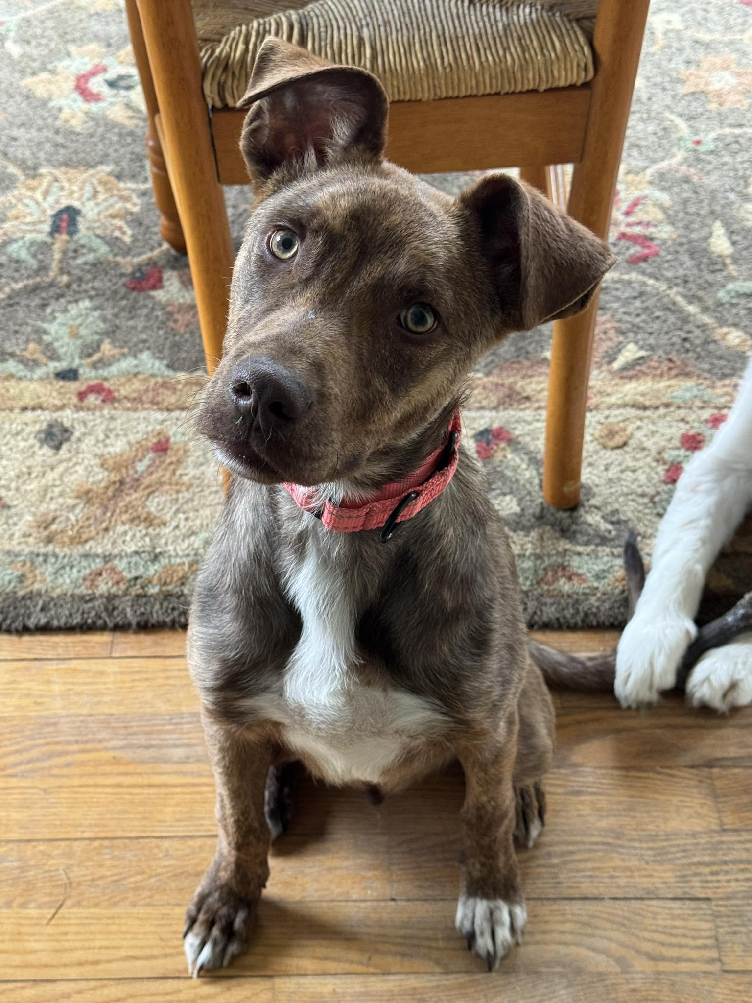 Enlarge Waylon, a ADOPTABLE mixed breed in Brunswick, ME image 1/3