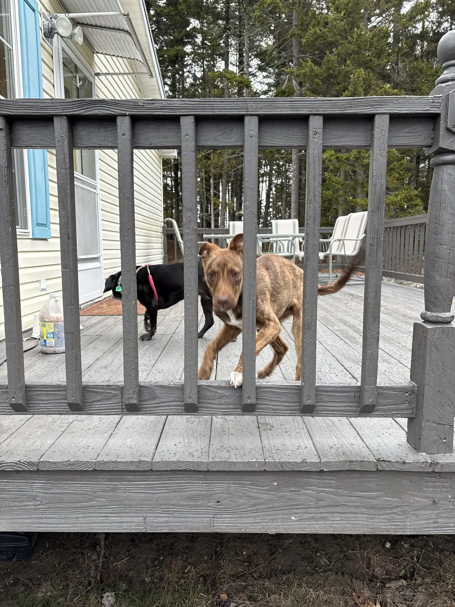 Enlarge Waylon, a ADOPTABLE mixed breed in Brunswick, ME image 1/6