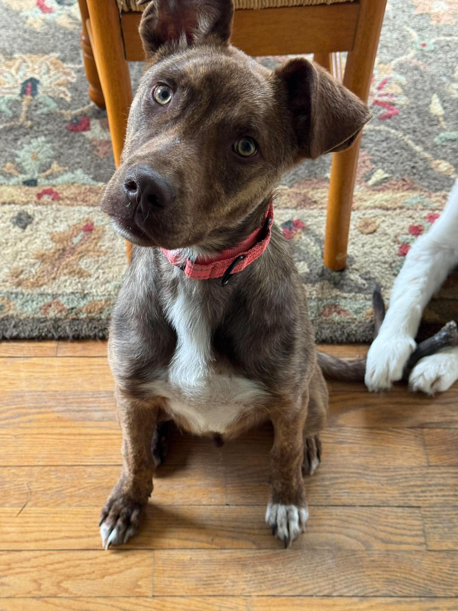 Enlarge Waylon, a ADOPTABLE mixed breed in Brunswick, ME image 2/3