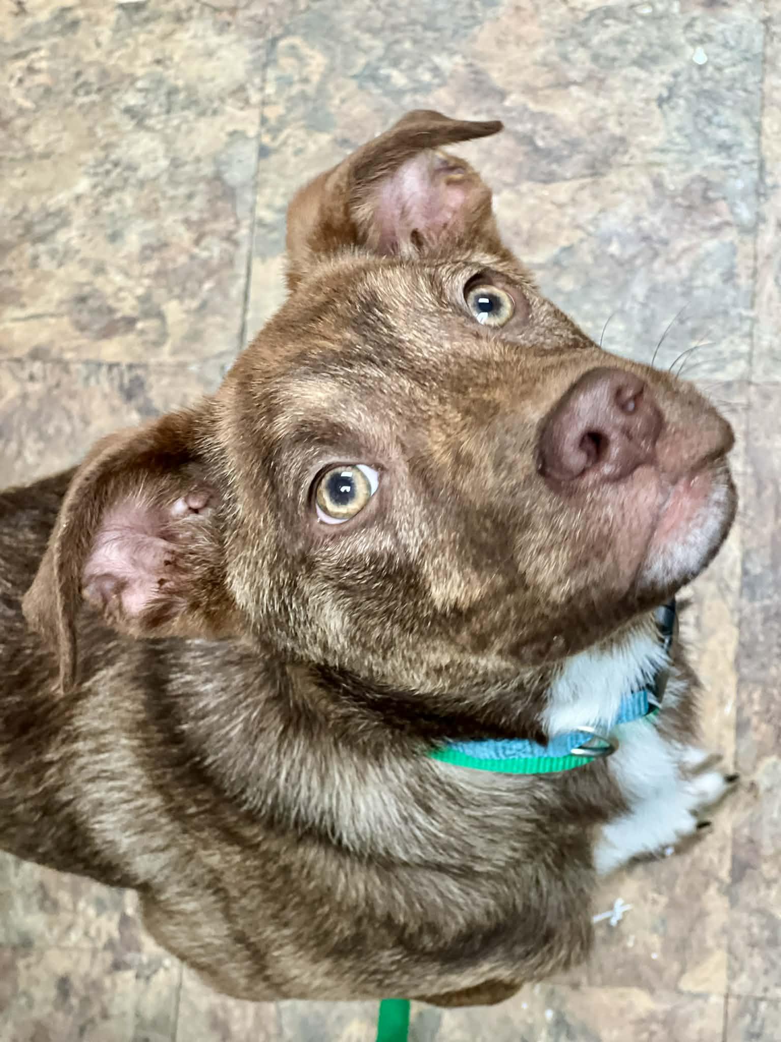 Enlarge Waylon, a ADOPTABLE mixed breed in Brunswick, ME image 1/3