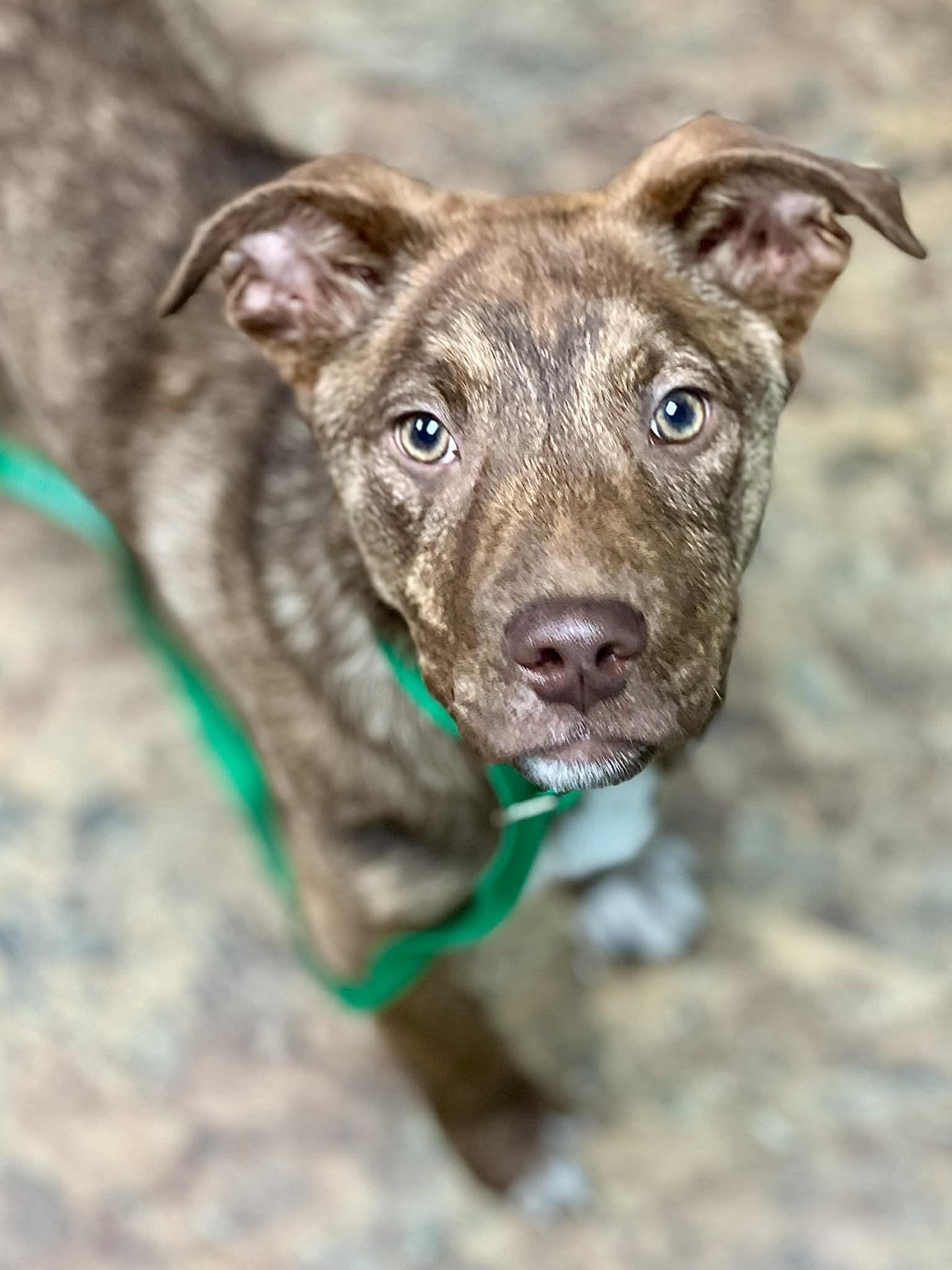 Enlarge Waylon, a ADOPTABLE mixed breed in Brunswick, ME image 2/3