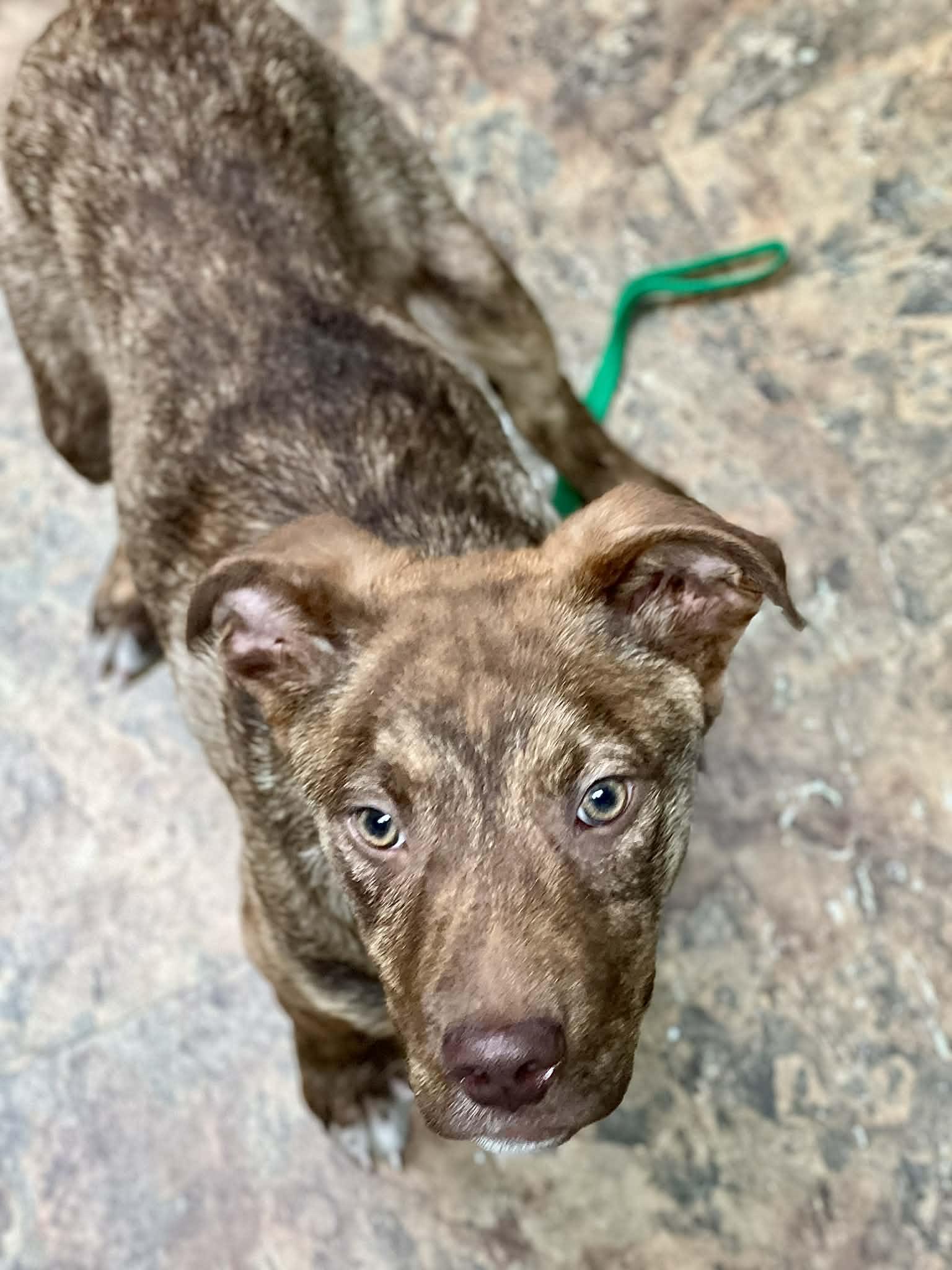 Enlarge Waylon, a ADOPTABLE mixed breed in Brunswick, ME image 3/3