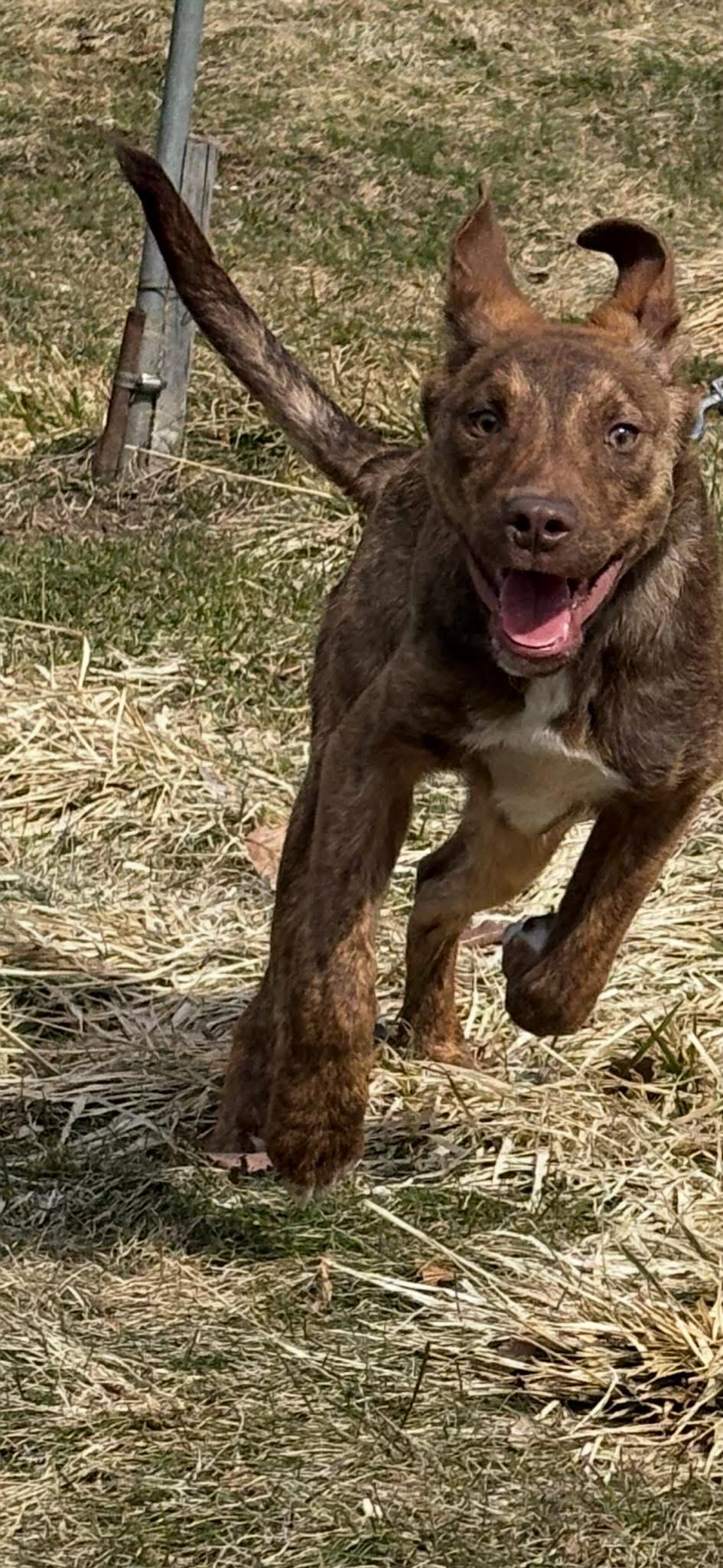 Waylon, ADOPTABLE, Puppy Male Australian Shepherd.