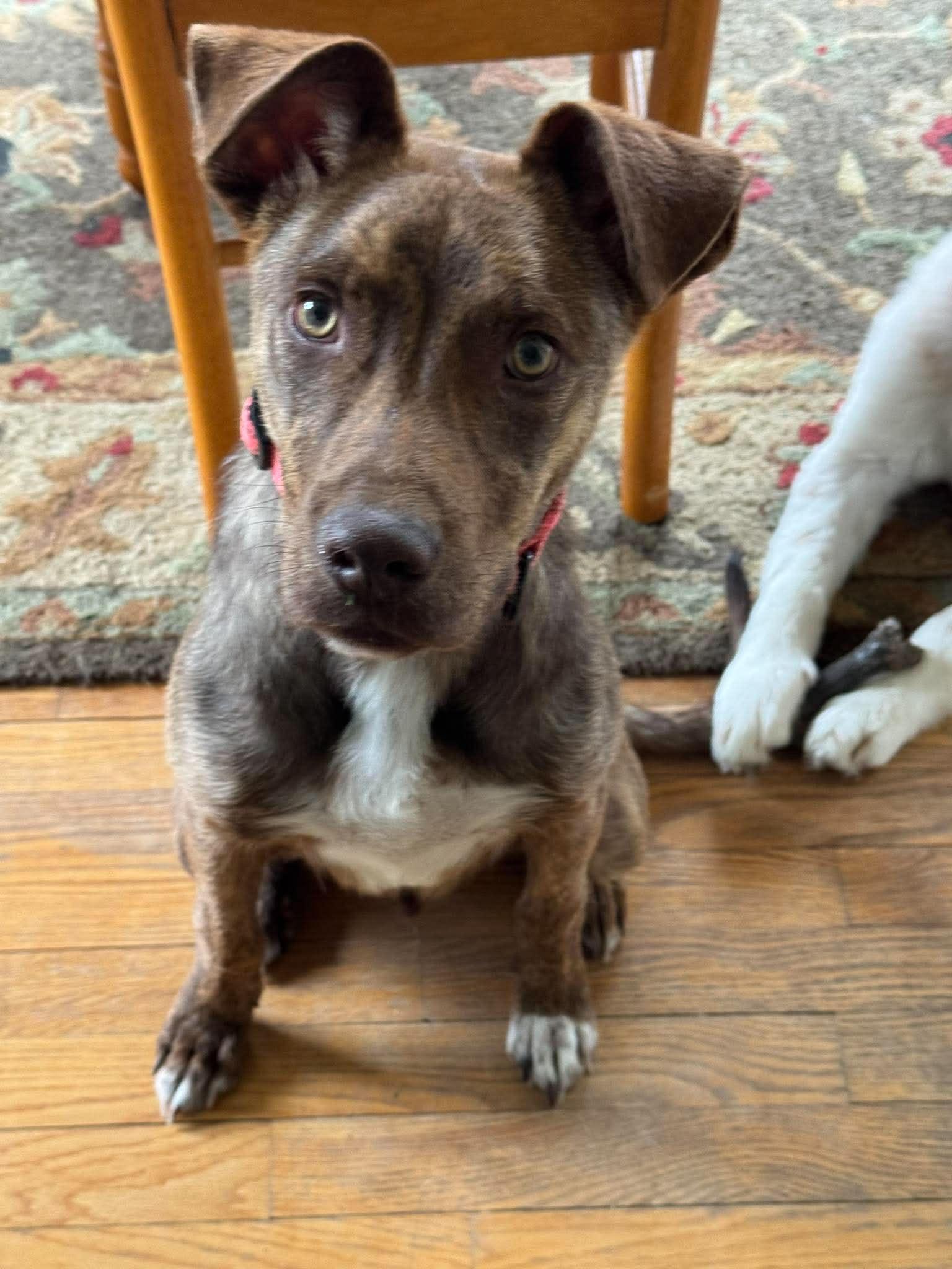 Enlarge Waylon, a ADOPTABLE mixed breed in Brunswick, ME image 3/3